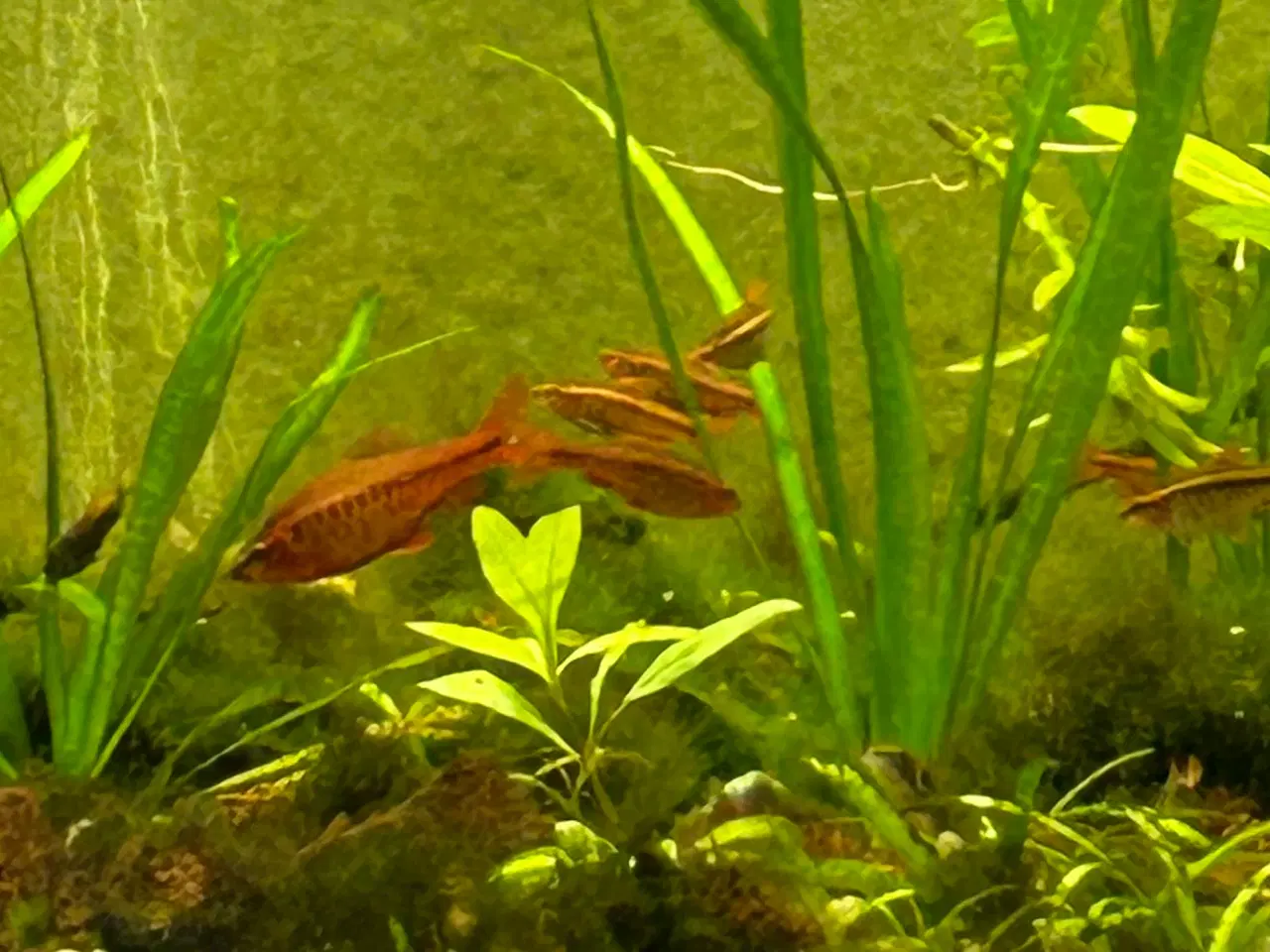 Billede 6 - 🐟🚨 Glødelys Rasbora – rolige og smukke stimefisk