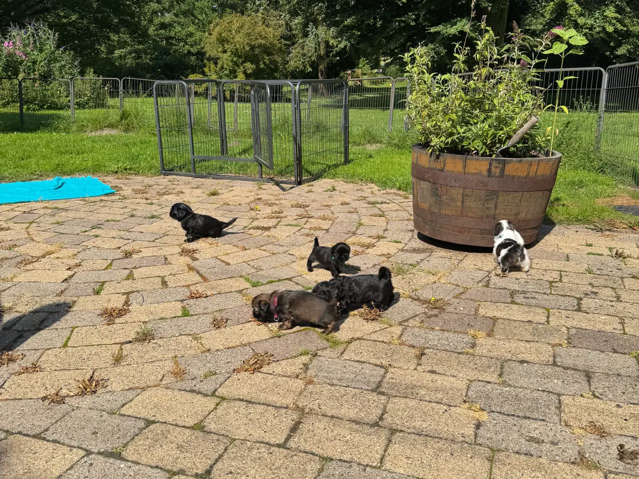 Billede 9 - Shih Tzu hvalpe 