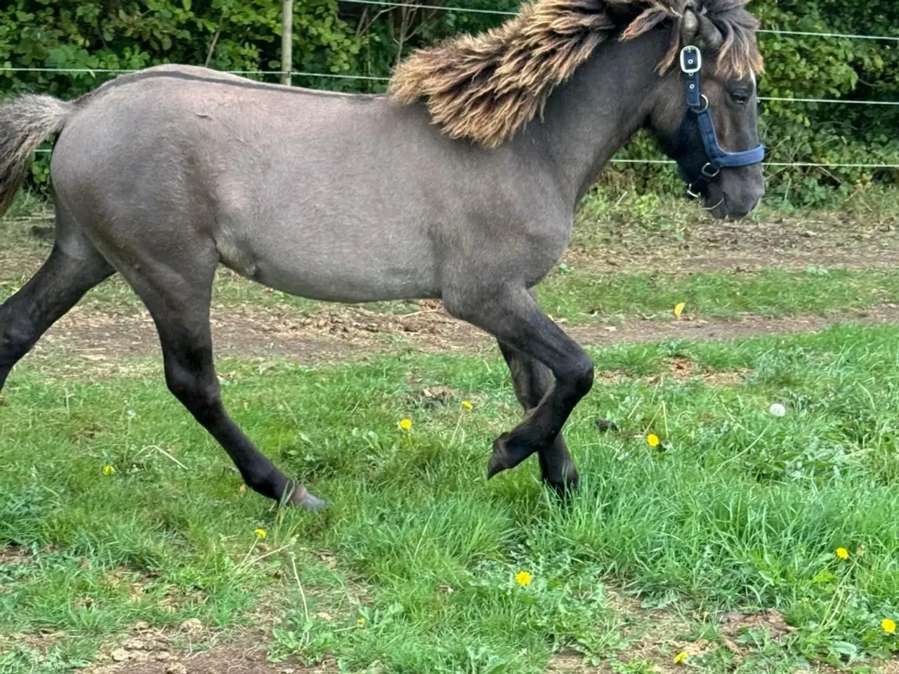 Billede 4 - Smukkeste islænder hingst 