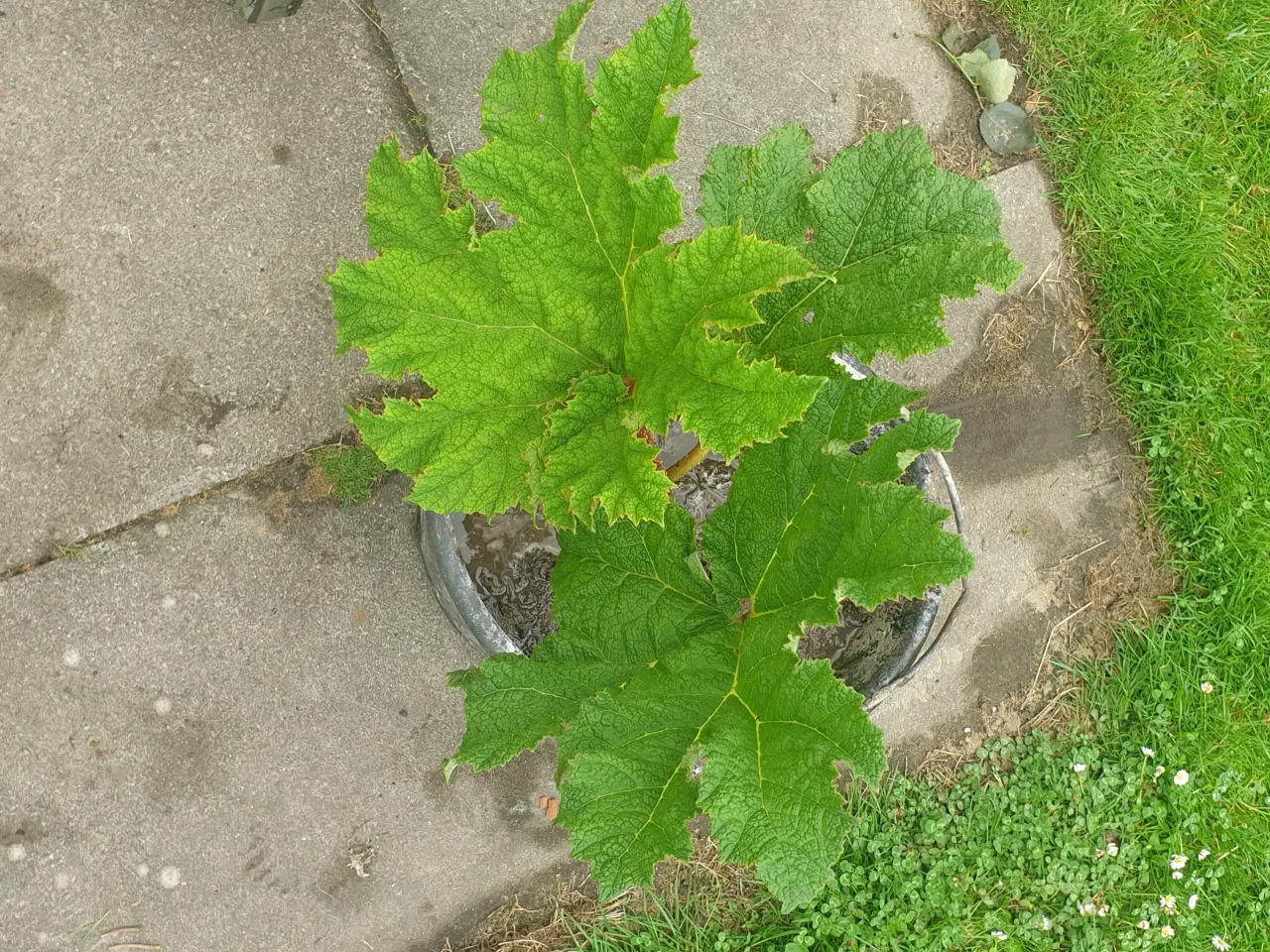 Billede 3 - Mammut blad gunnera manicata