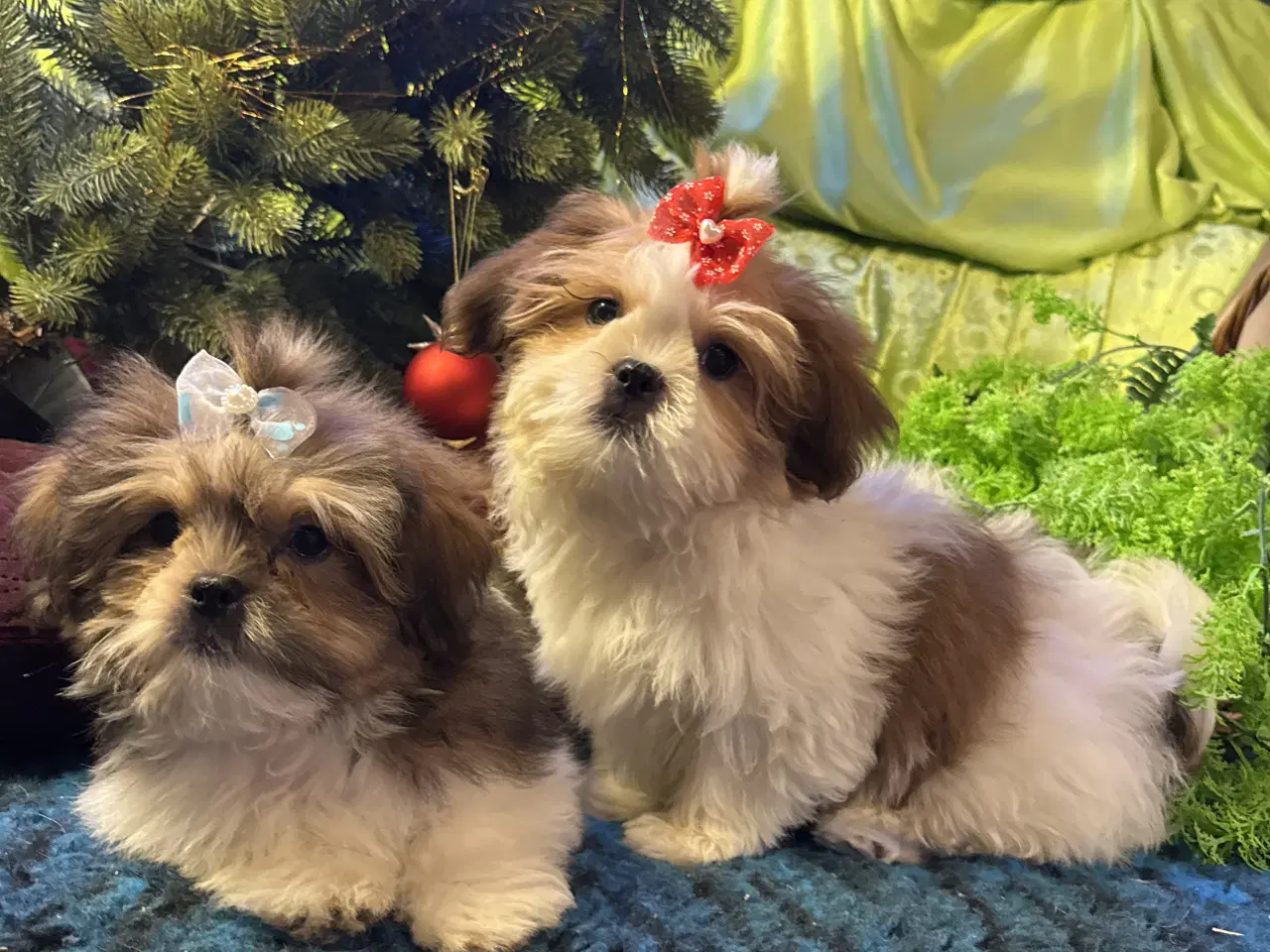 Billede 19 - Shih tzu-mor/ Coton de Tulear-far