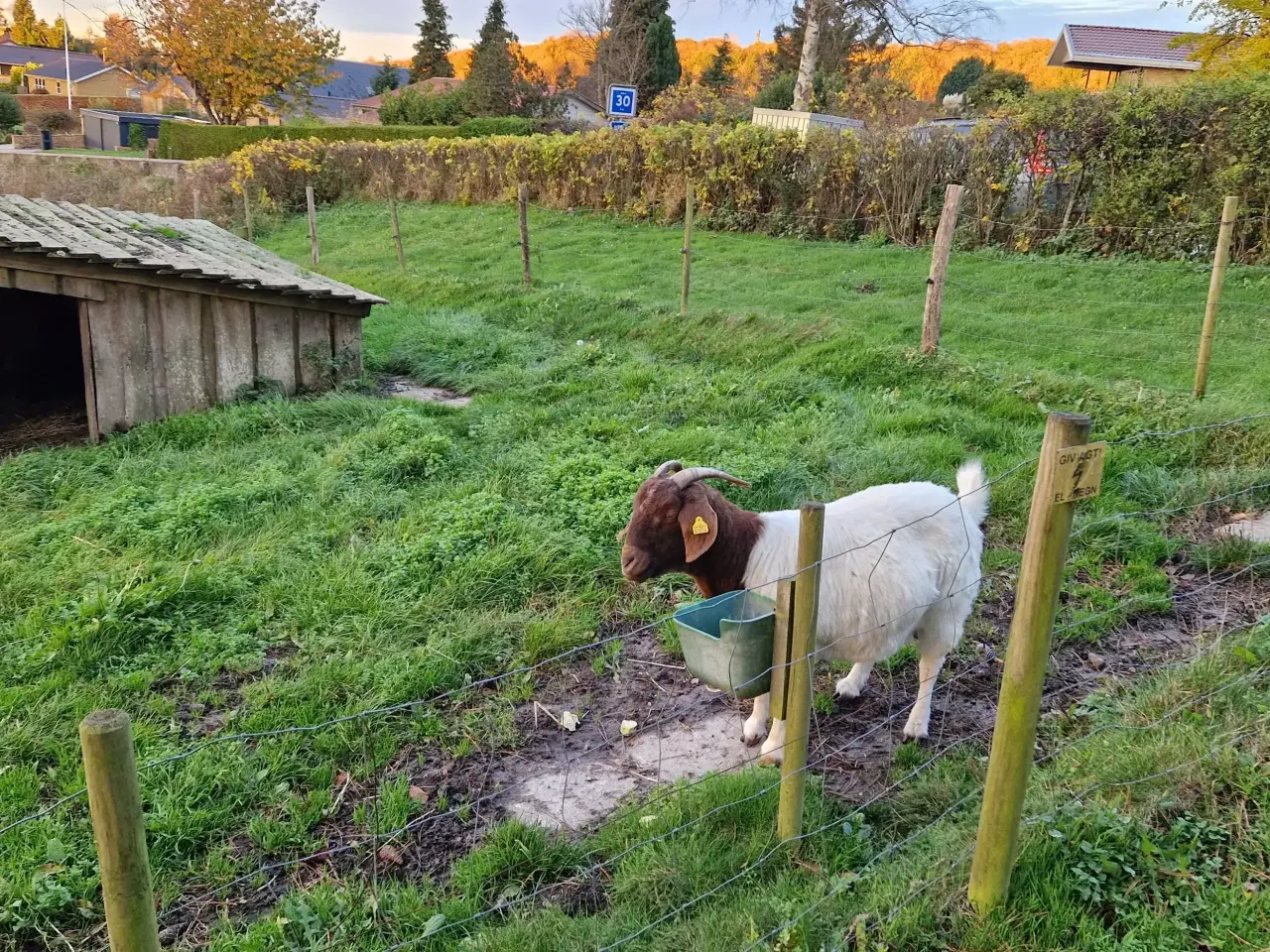 Billede 1 - Boer ged - gratis
