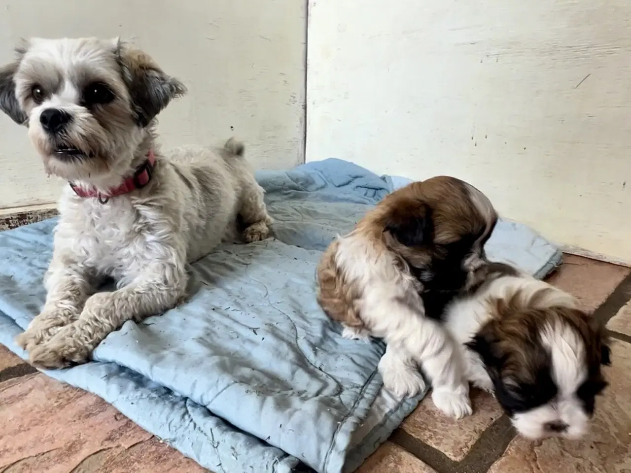 Billede 1 - Allergivenlig Shih Tzu hvalpe
