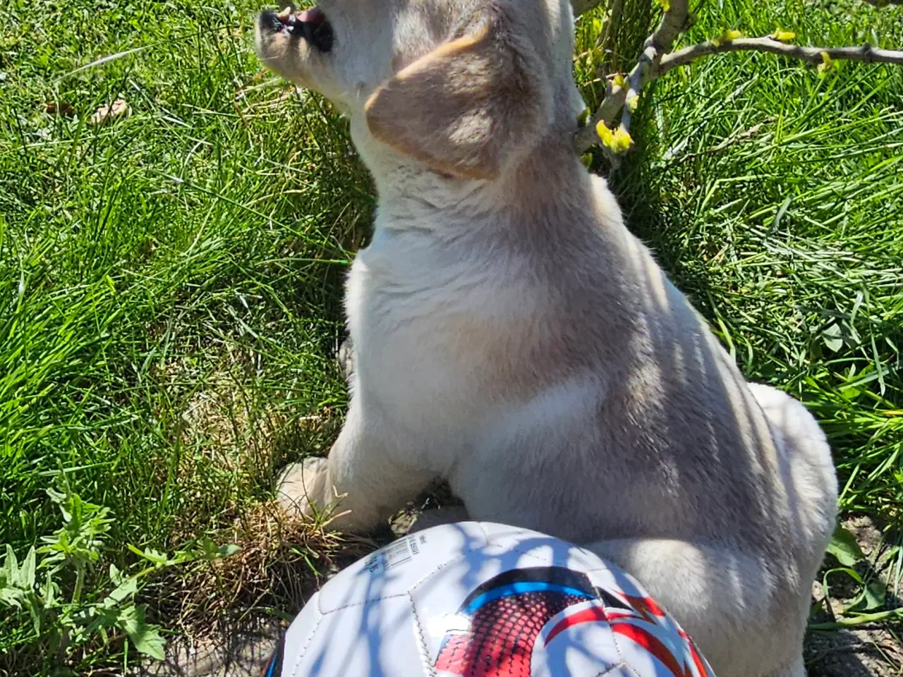 Billede 4 - Labrador/ Retriever han