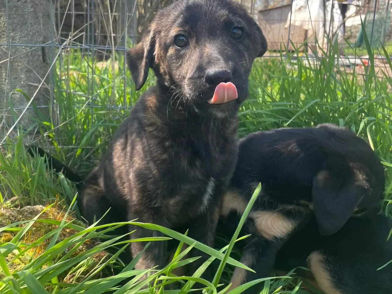 Billede 15 - Kira søger sin egen familie❤️