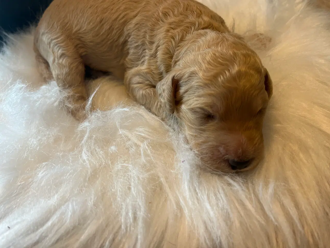 Billede 1 - Goldendoodle hvalpe  