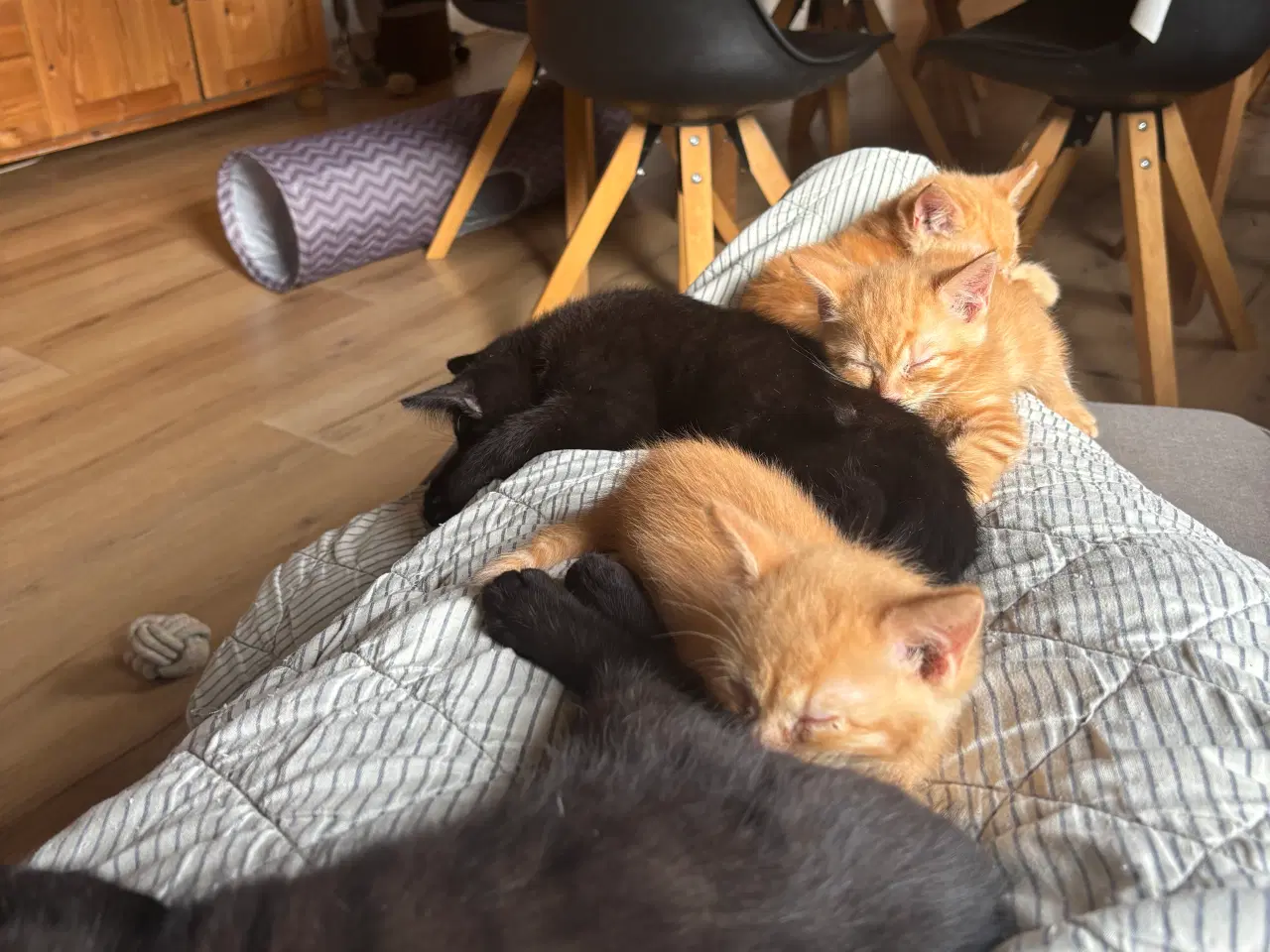 Billede 2 - Kattekillinger 2 røde og 1 sort lidt langhåret 