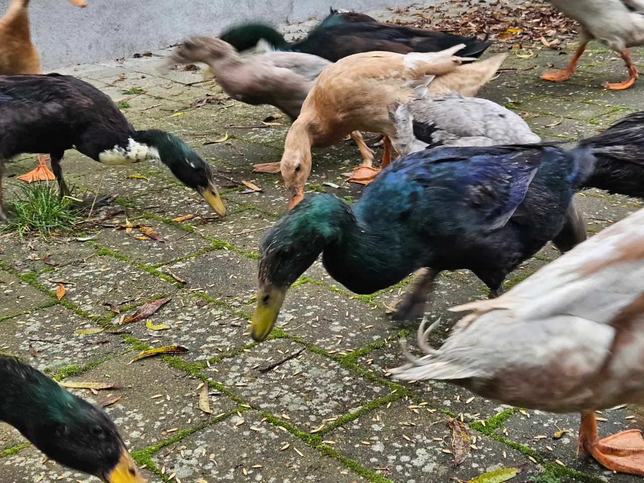 Billede 1 - Løbeænder, Andrikker