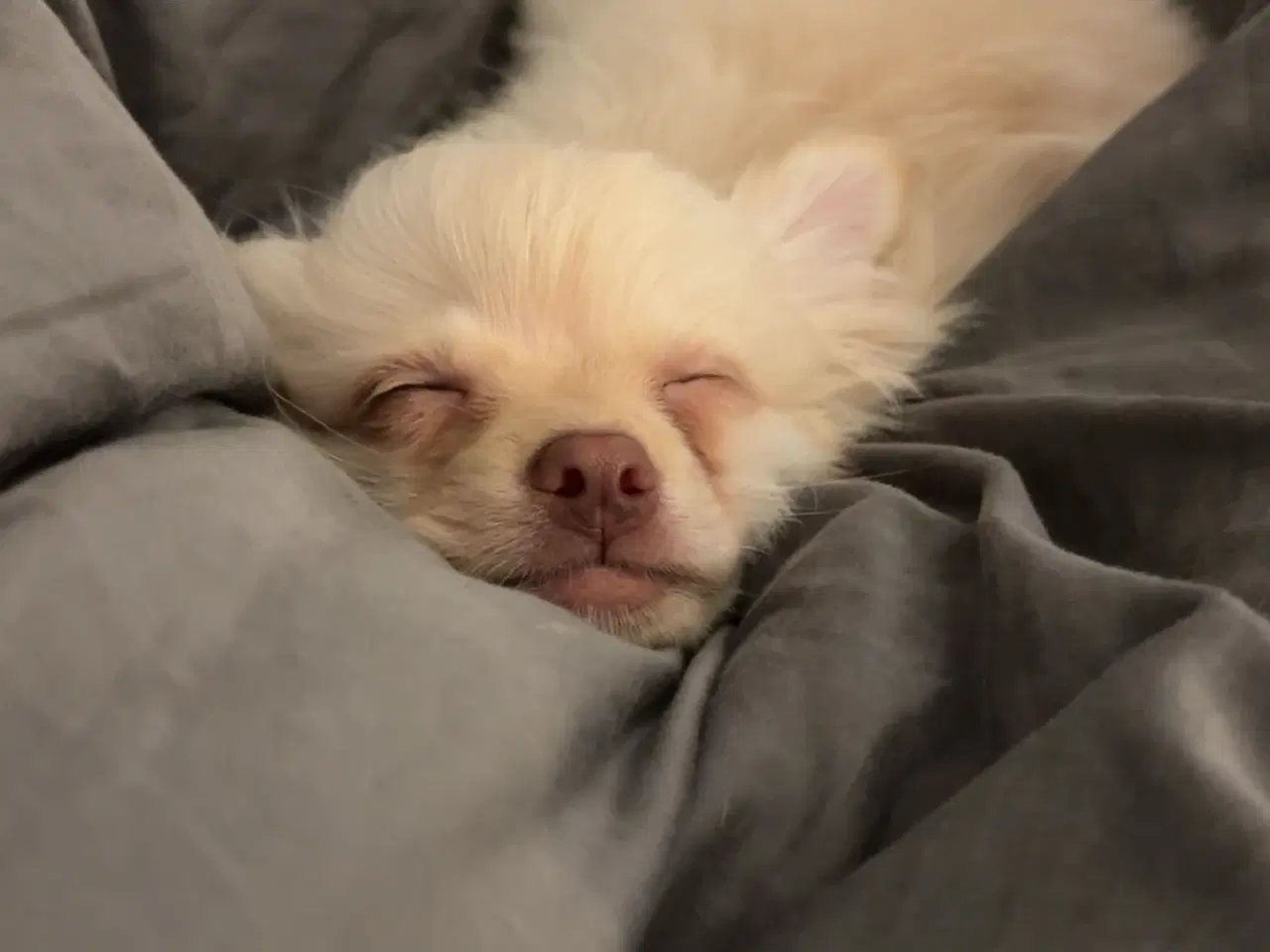 Billede 1 - Lang håret chihuahua 