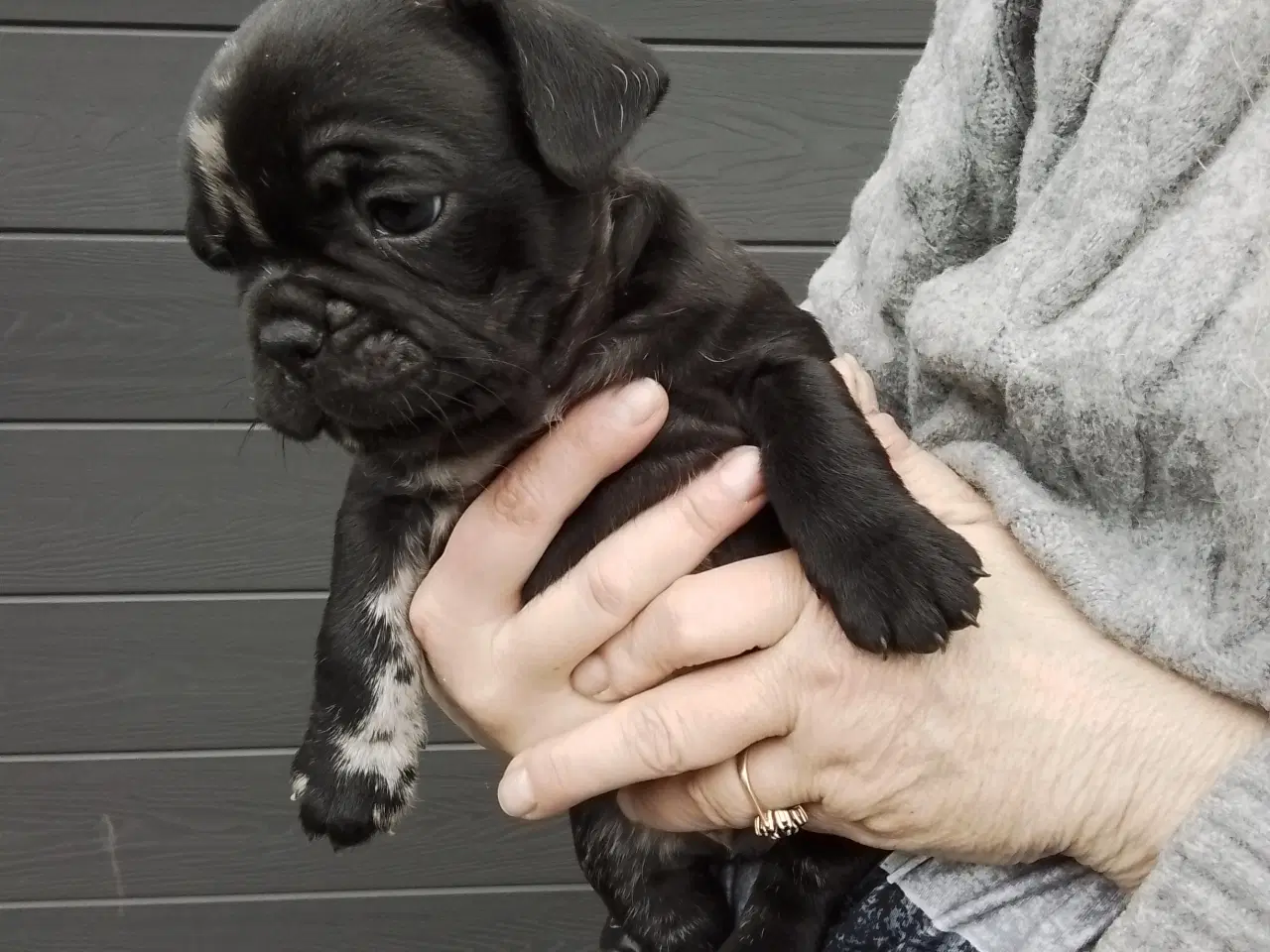 Billede 2 - Fransk bulldog hvalpe, blå merle/plettet