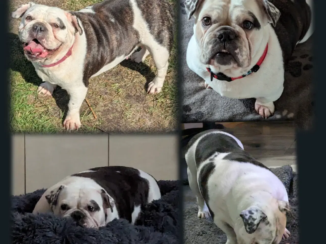 Billede 14 - Shorty Bull, m/tavle.