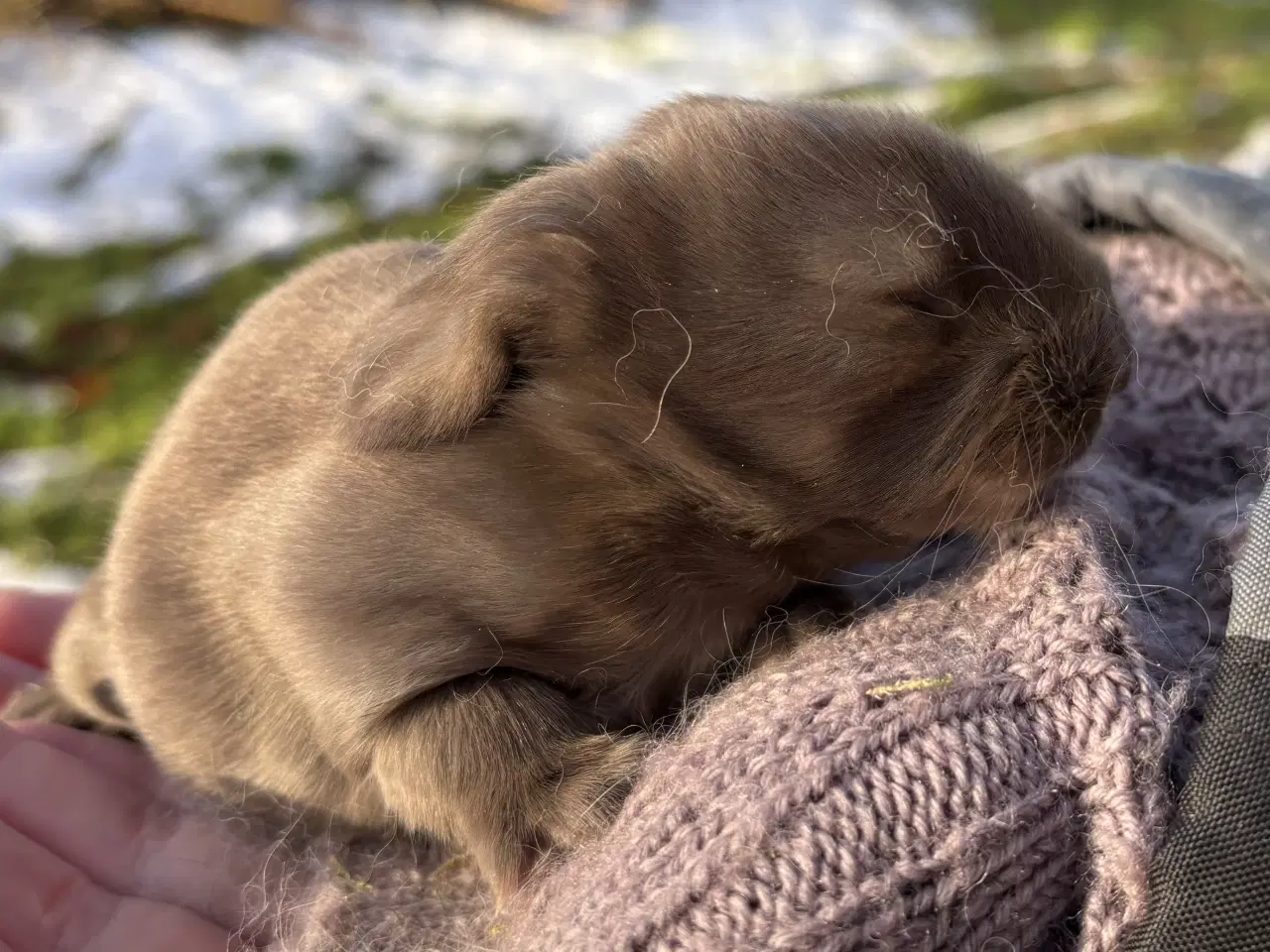 Billede 3 - FRANSK VÆDDER HAN HAVANA
