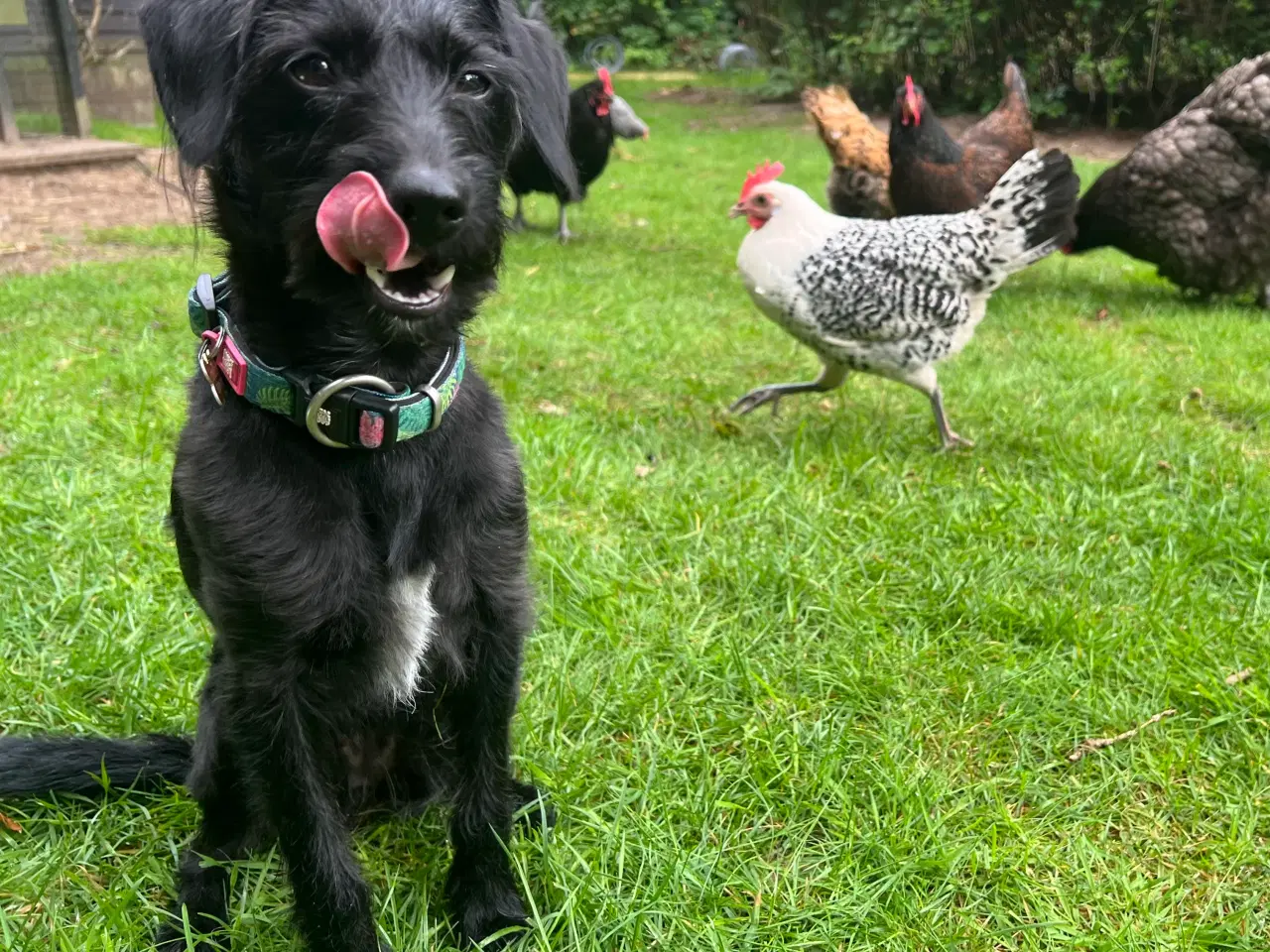Billede 3 - Dværgpuddel-blandingshvalpe