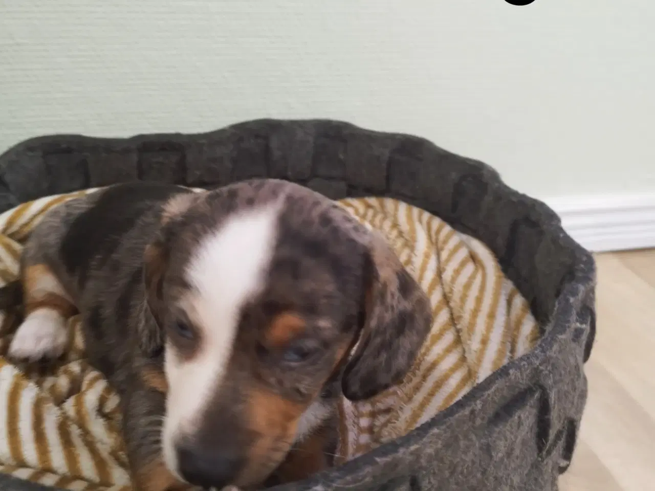 Billede 1 - Fræk Gravhund Dreng