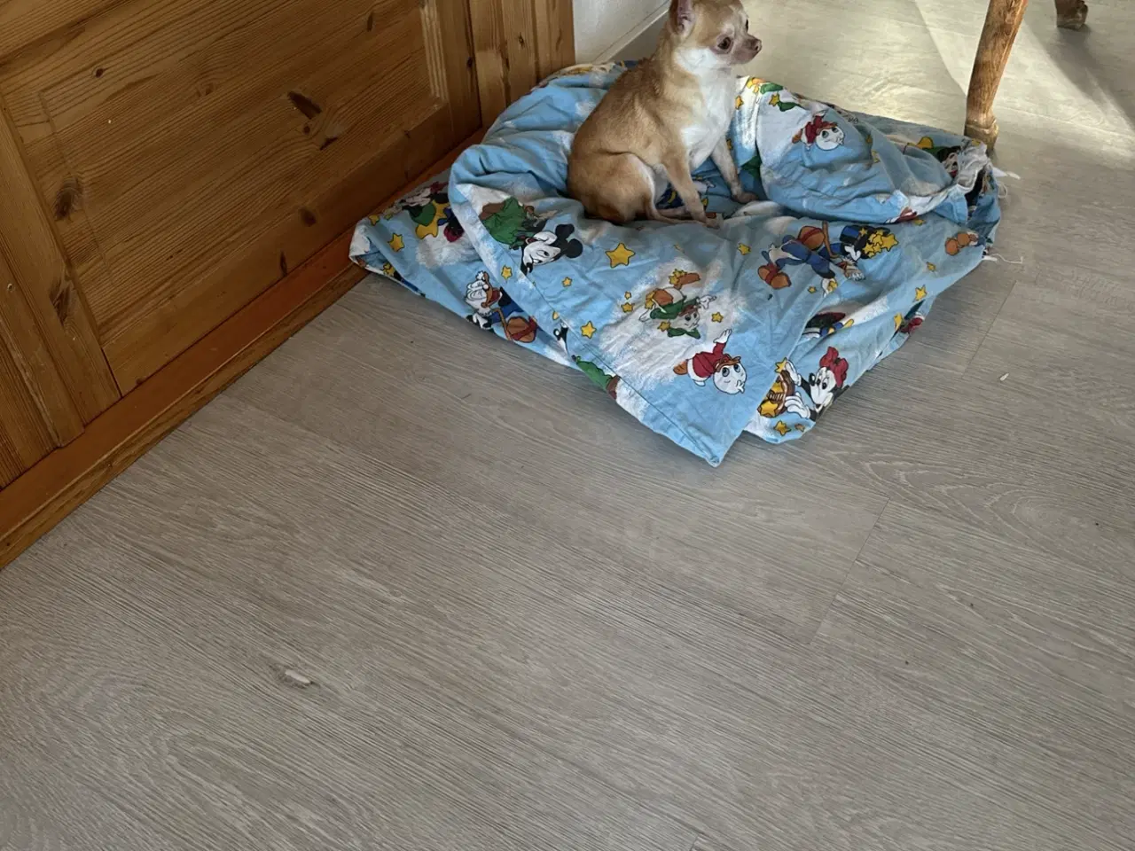 Billede 1 - Super sød kælen tæve