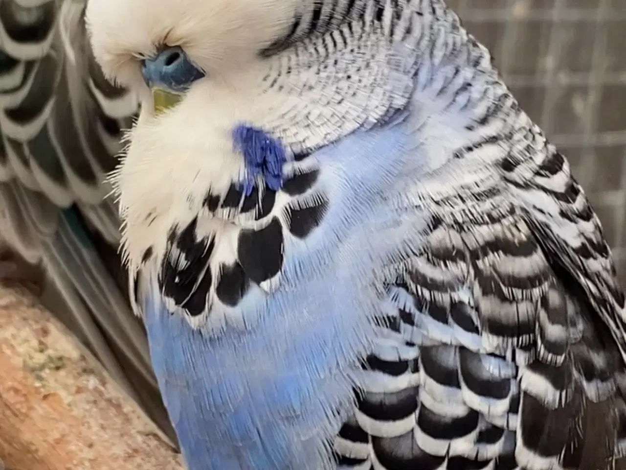 Billede 1 - Smuk mauve viol undulat