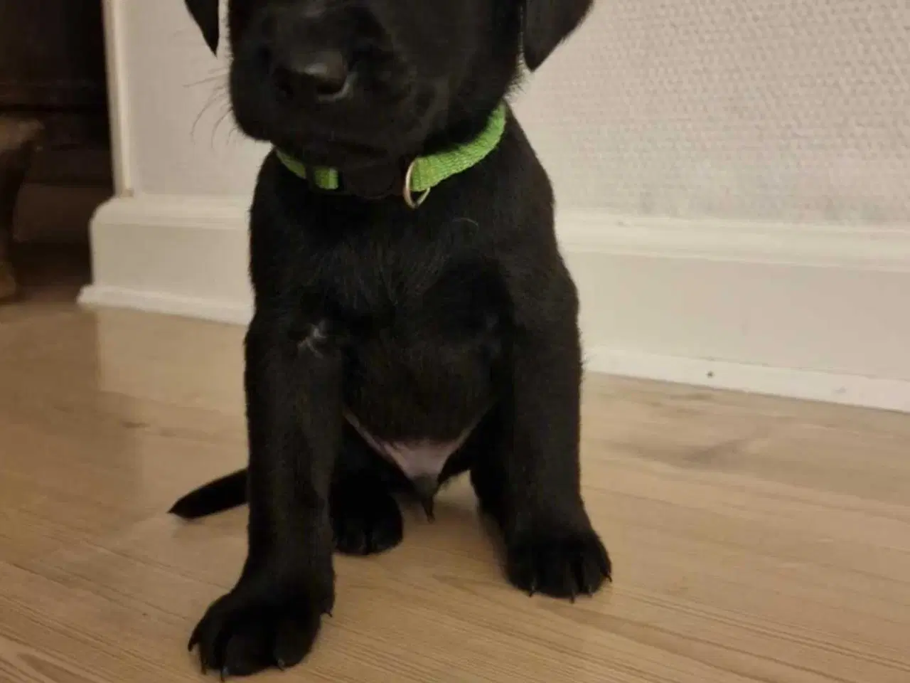 Billede 3 - Labrador søger ny mad far.