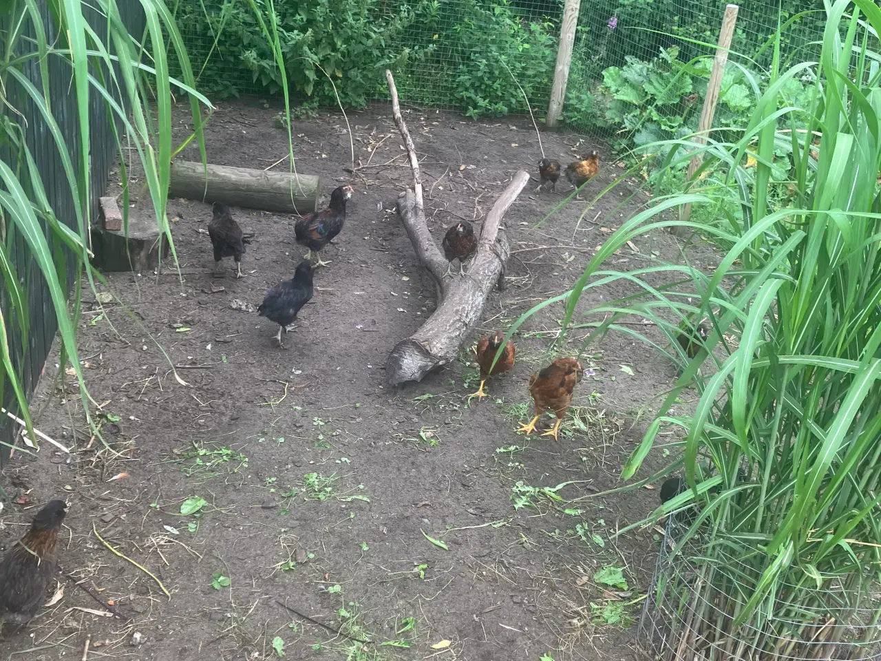 Billede 3 - Araucana  , grønlægger