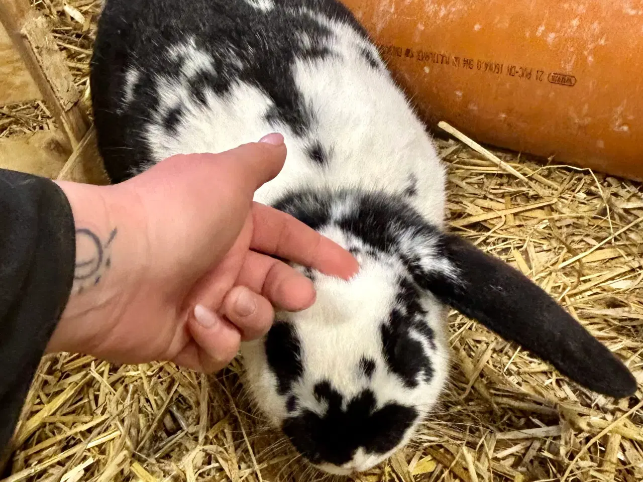 Billede 2 - Kaninunger mix af store racer