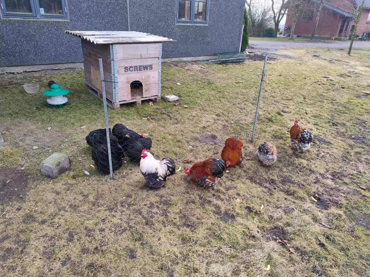 Billede 2 - Kochin dværg Haner