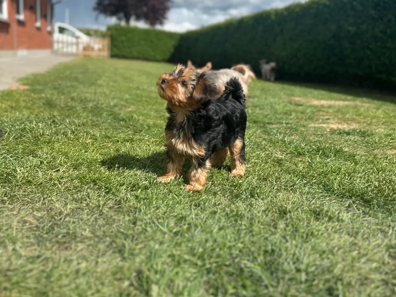 Billede 2 - Yorkshire terrier tæve