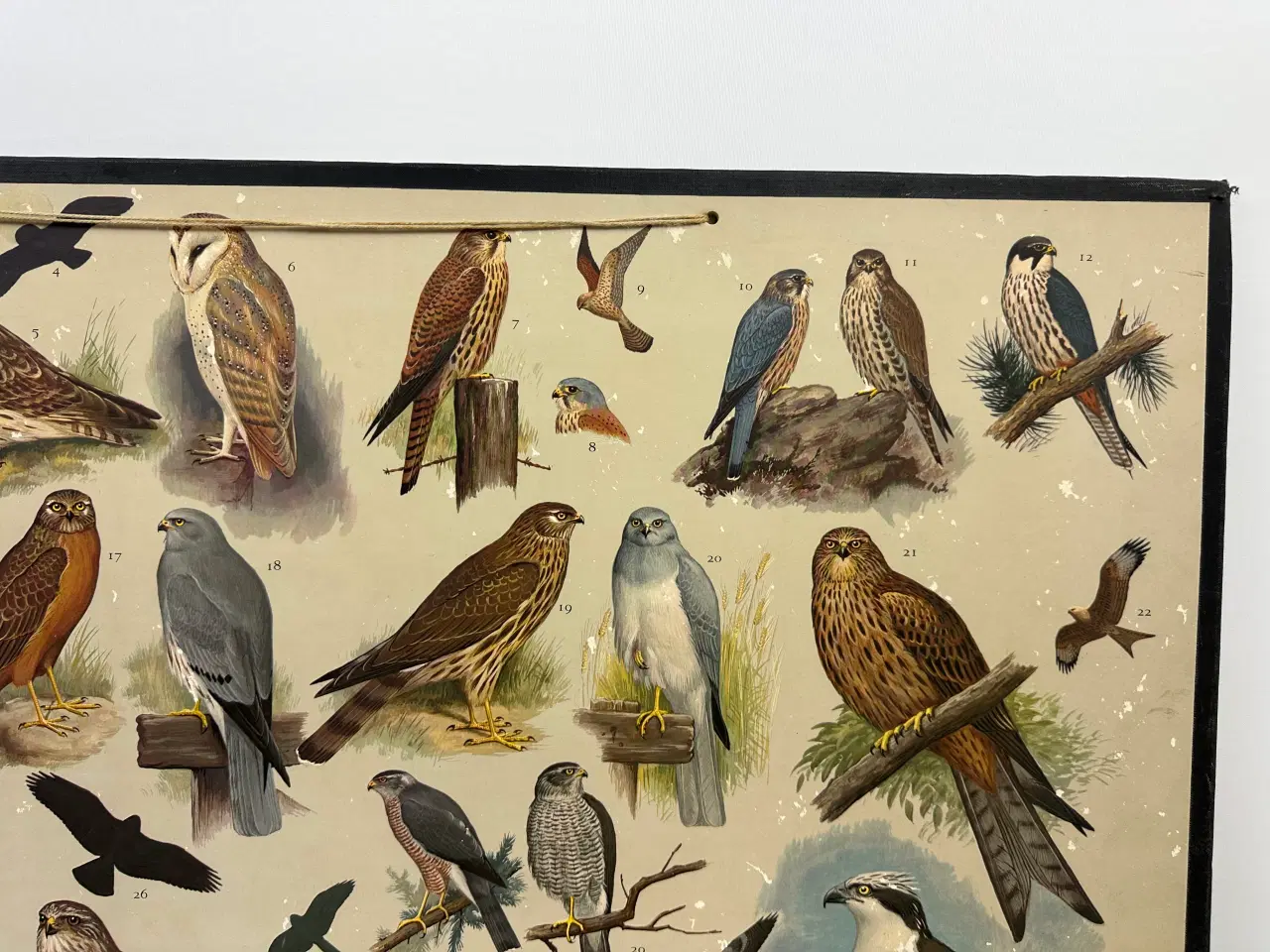 Billede 5 - Vintage skoleplanche (Ugler og rovfugle)