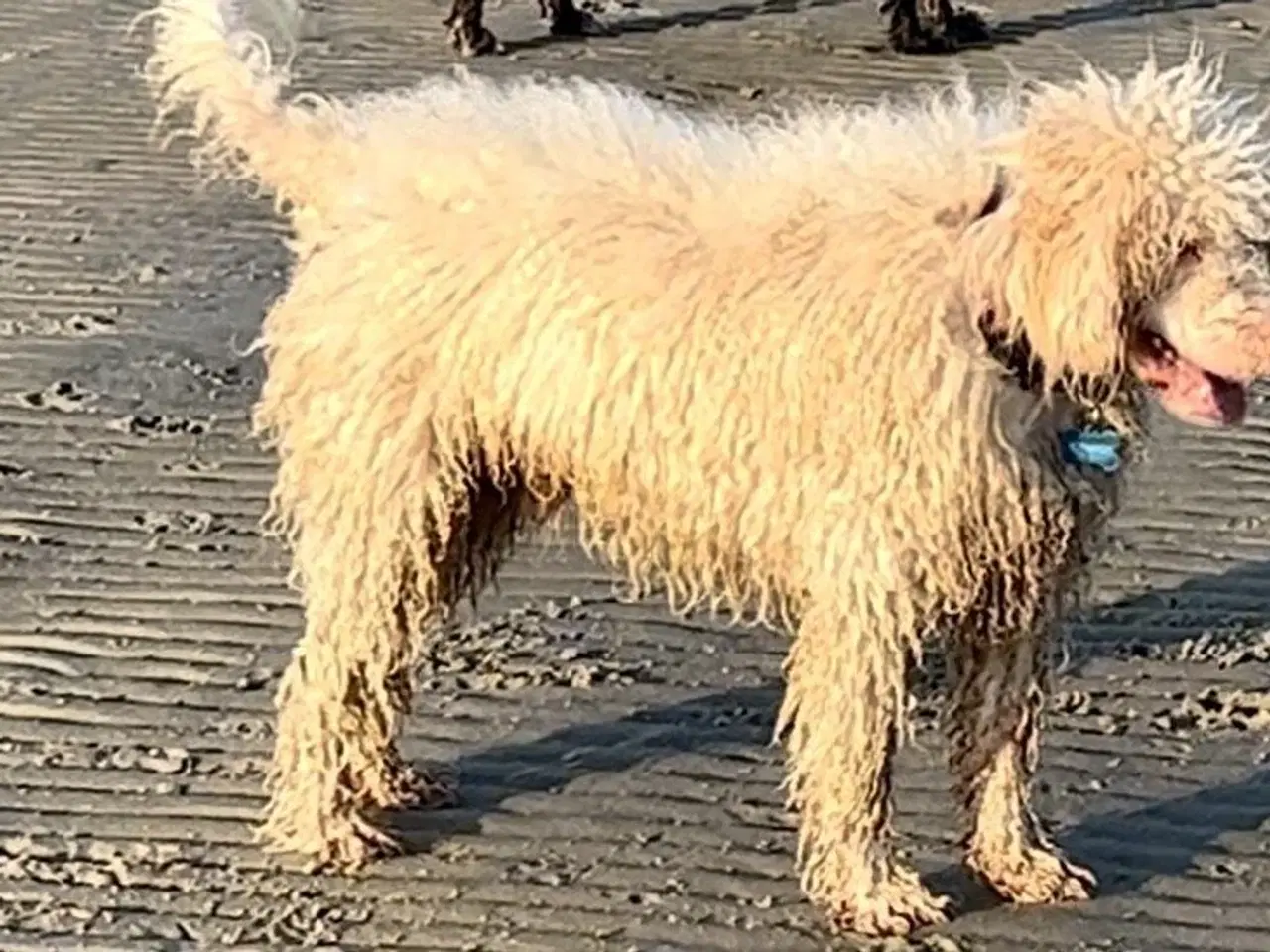 Billede 10 - Lagotto Romagnolo han sælges