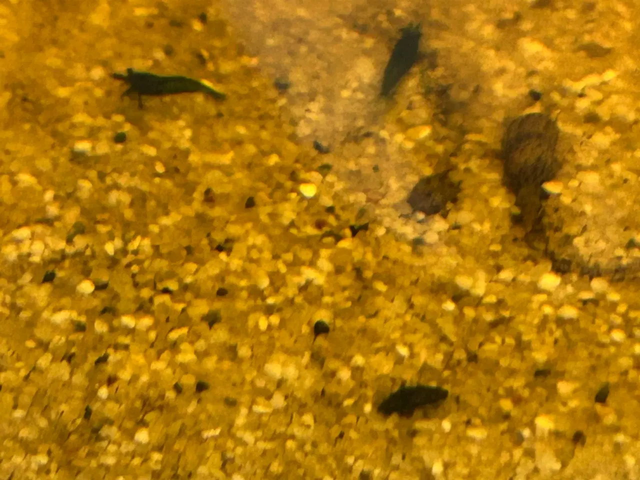 Billede 7 - 🦐💎 Blue Diamond reje– kraftig blå farve | GLS