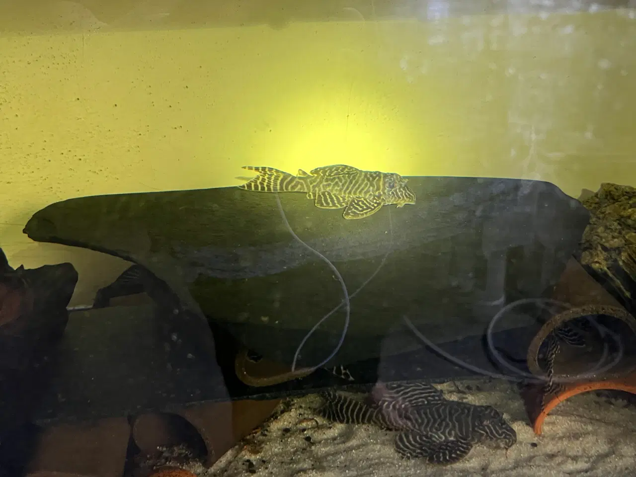 Billede 1 - LMaller 333