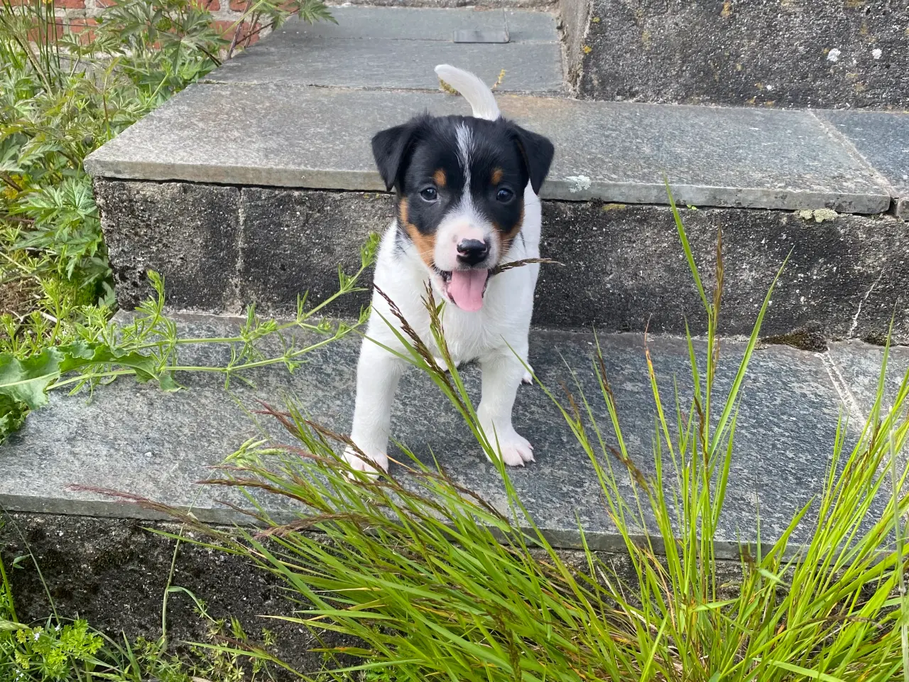 Billede 5 - Dansk-svensk gårdhund