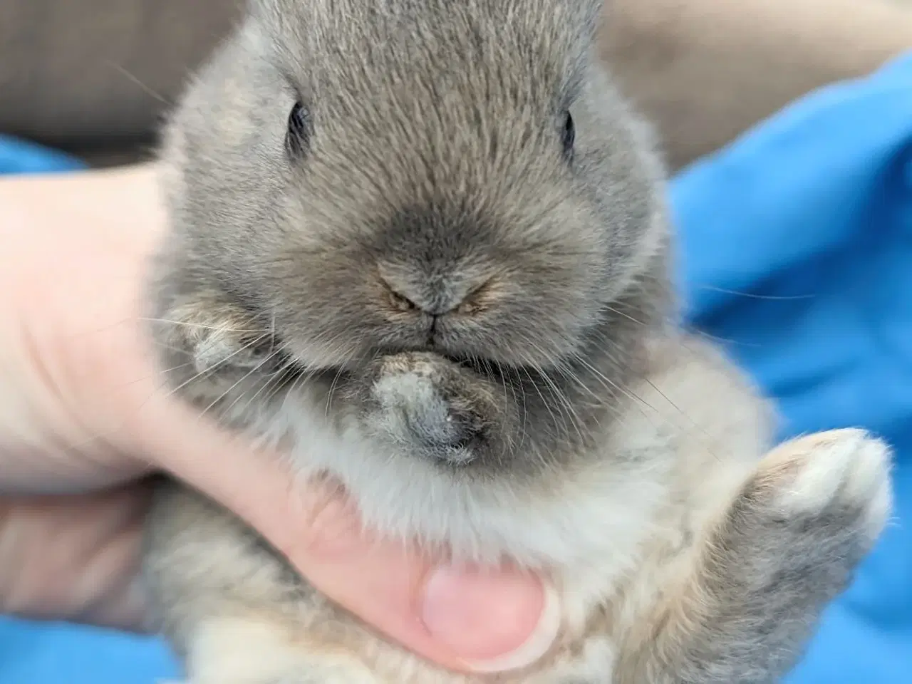 Billede 5 - Hermelin kaninunge sælges