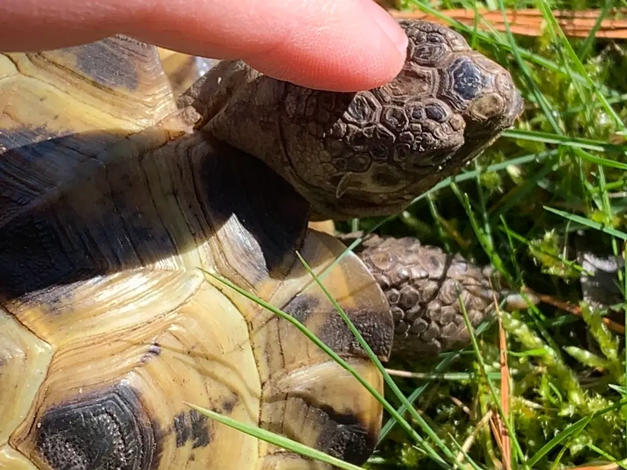 Billede 9 - Russiske landskildpadder der savner nyt godt hjem