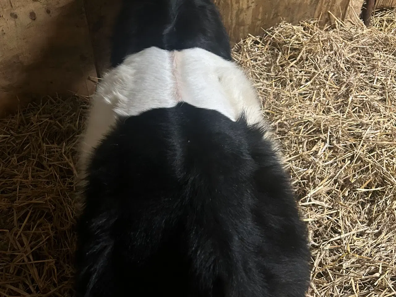 Billede 3 - Galloway tyrkalv 