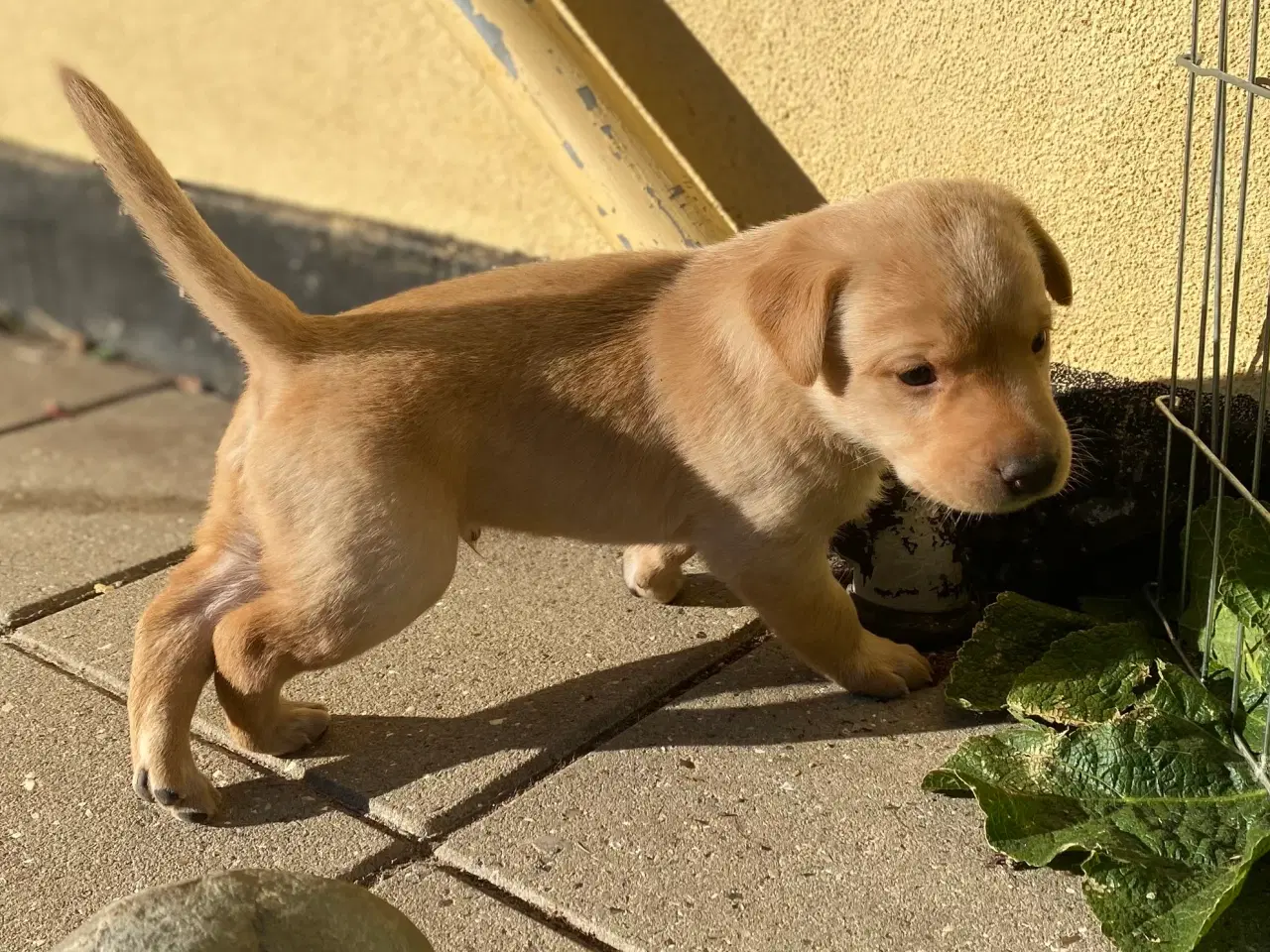 Billede 3 - Smukke labradorhvalpe efter rigtig gode jagtlinier