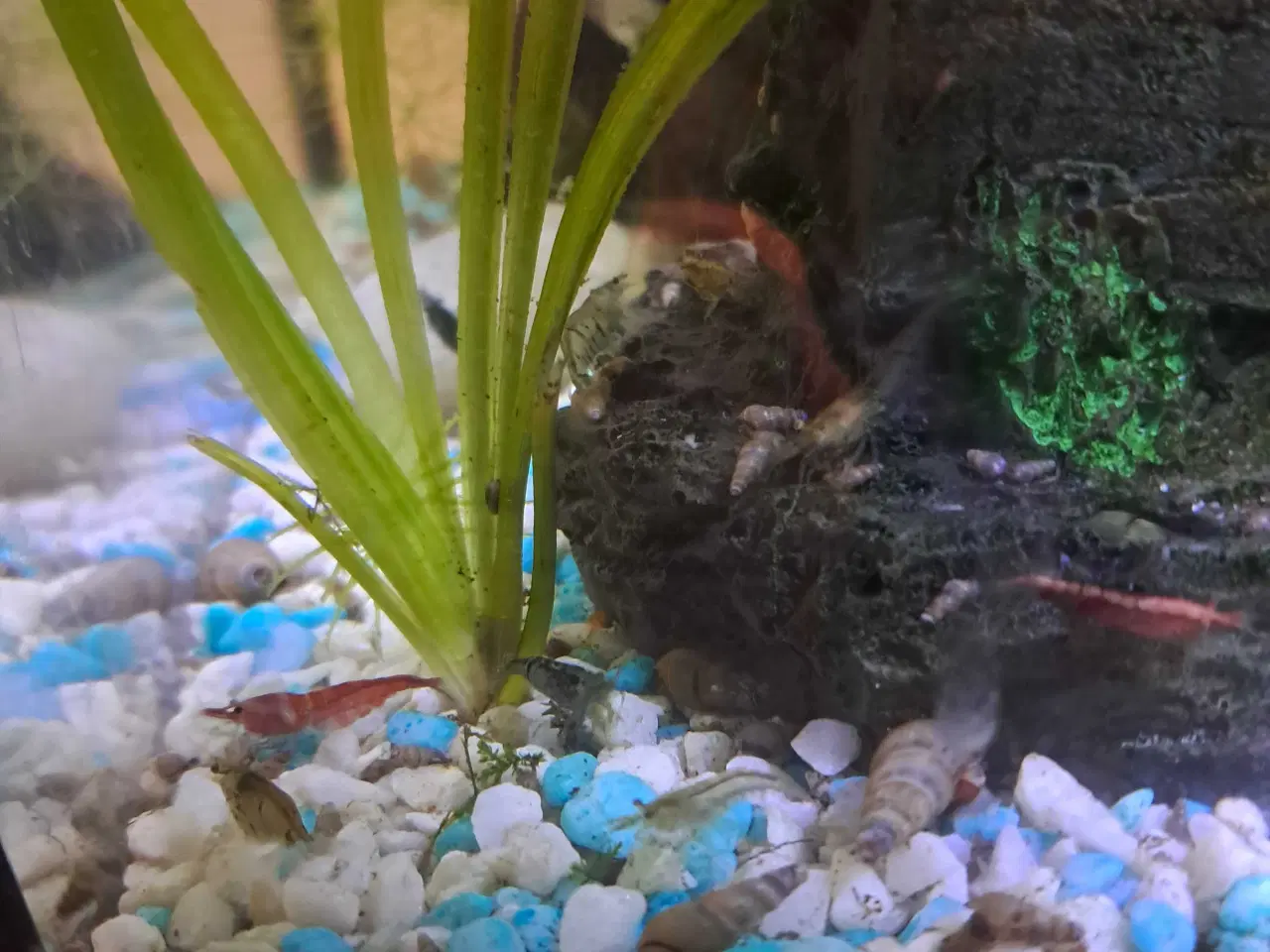 Billede 1 - Akvarie rejer søger nyt vand