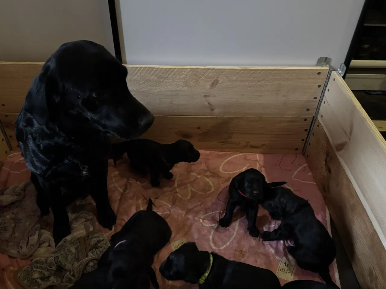 Billede 1 - Formel1  hvalpe 🥰 