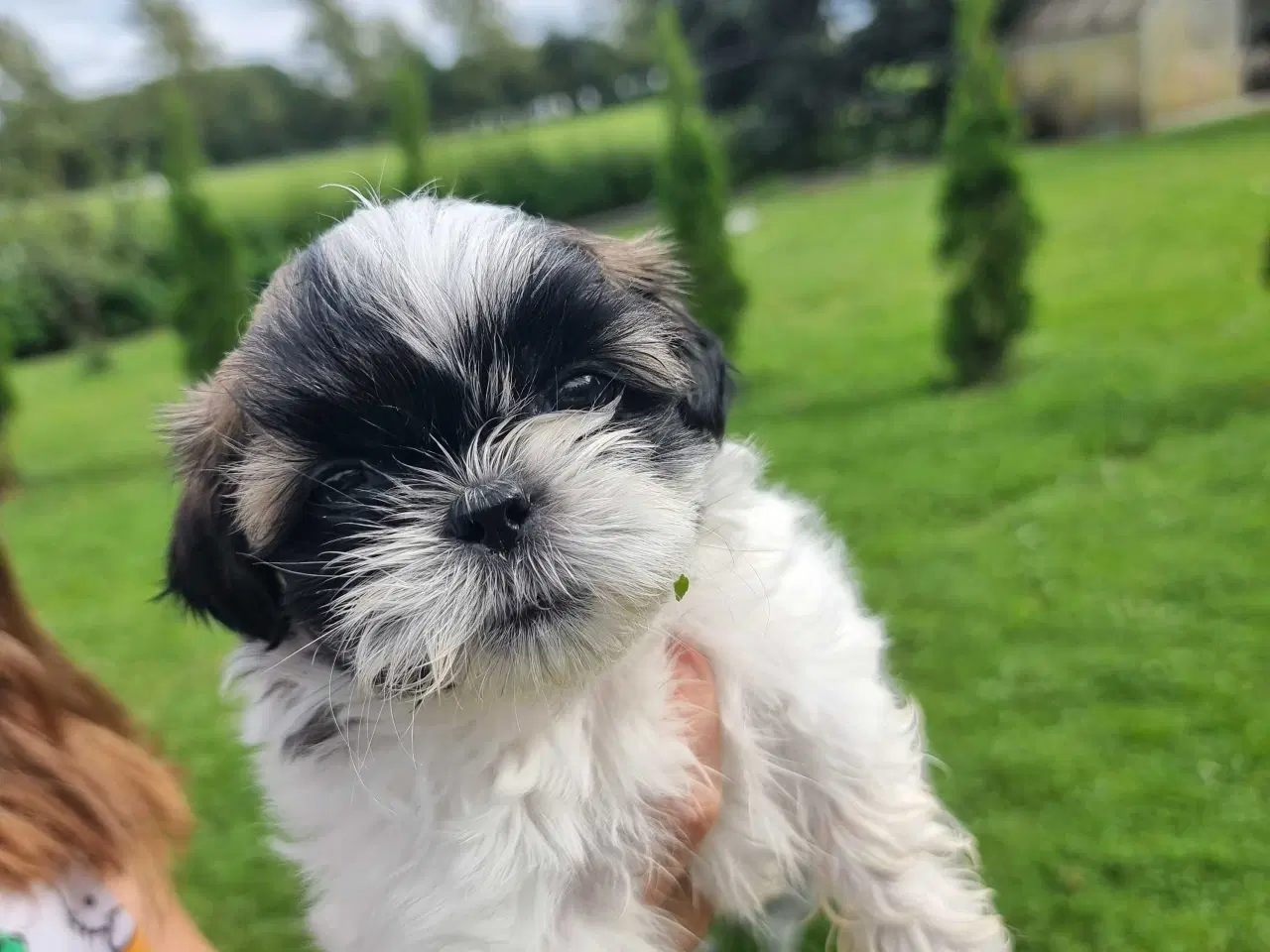 Billede 3 - Shih Tzu-hvalpe 