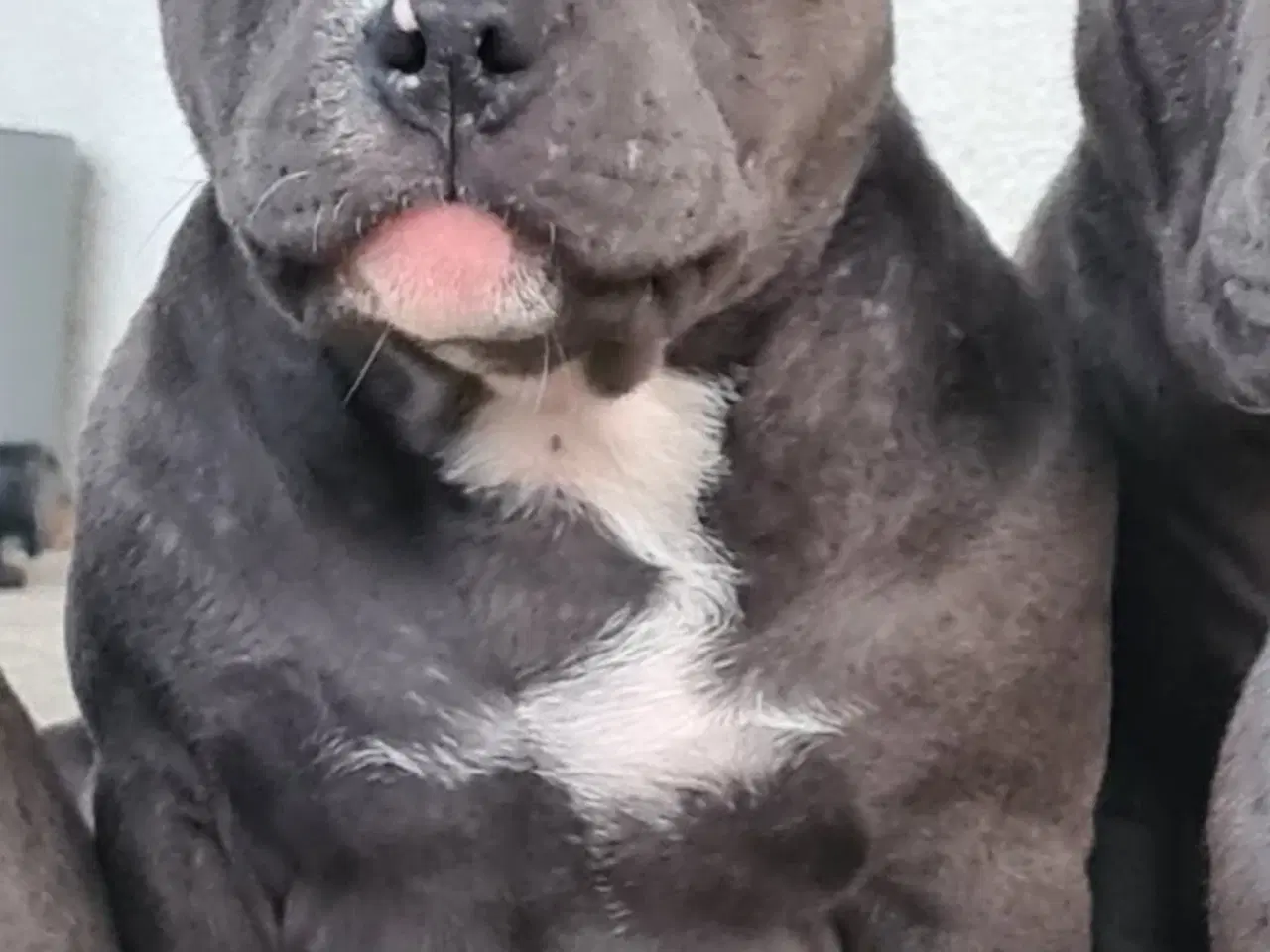 Billede 5 - American Bully Tilbage 