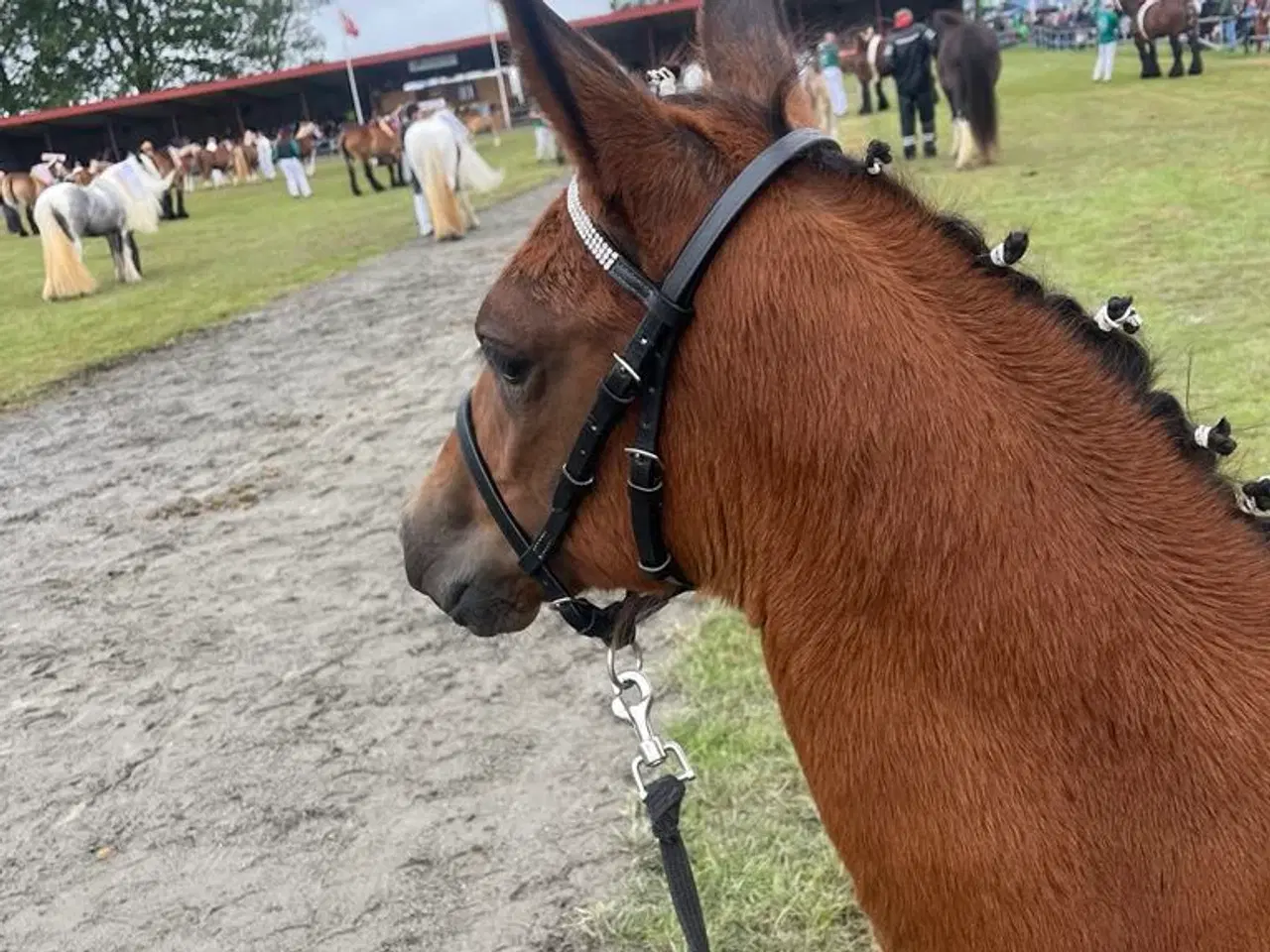 Billede 4 - Dansk Sports Pony 