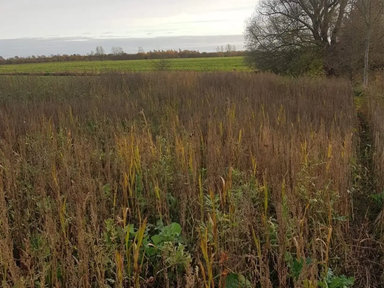 Billede 3 - Vildtfoder - vildtager 