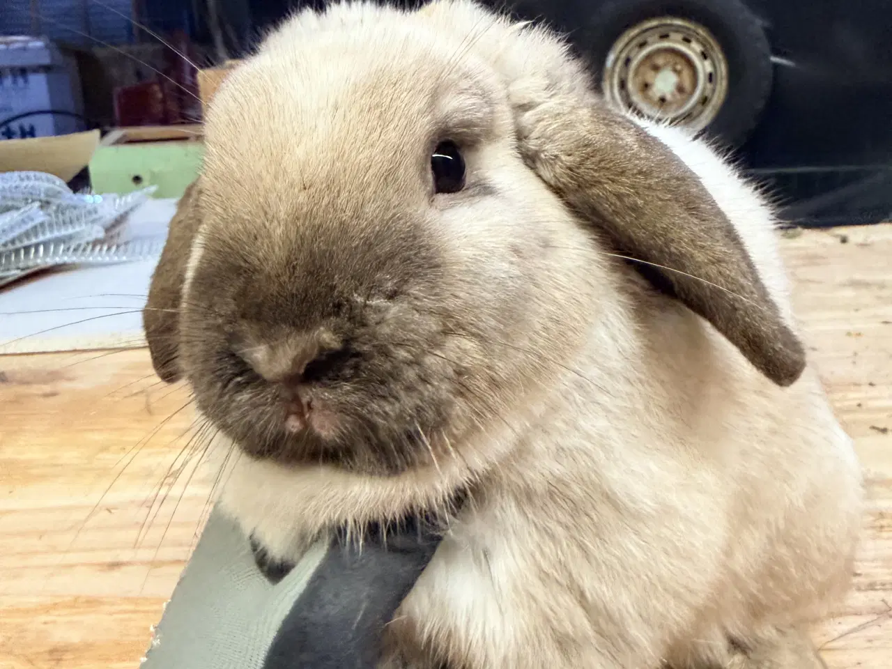 Billede 2 - Minilop han kanin