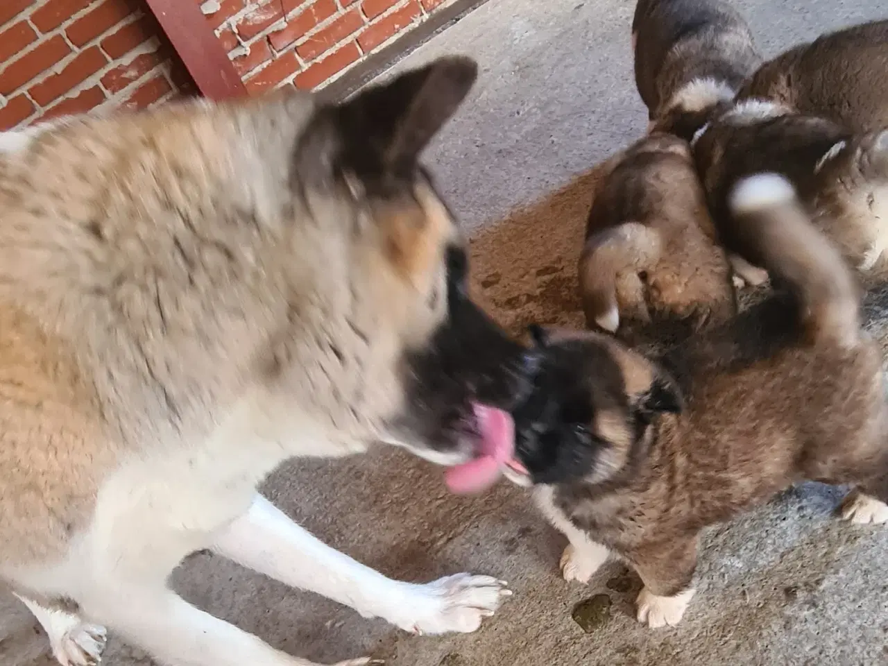 Billede 3 - Hundehvalpe Akita American 