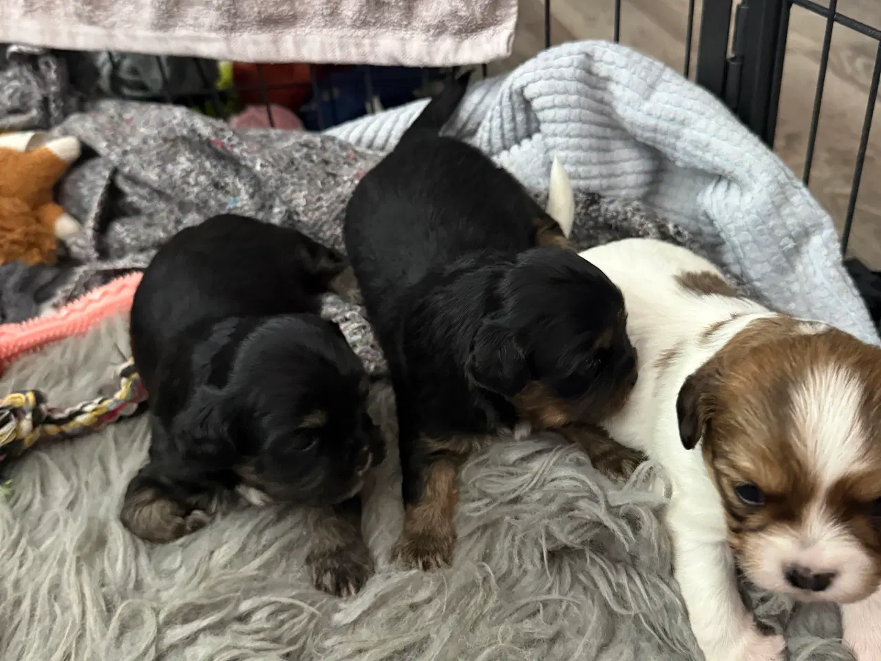 Billede 5 - Shih tzu/ Bomuld hvalpe 