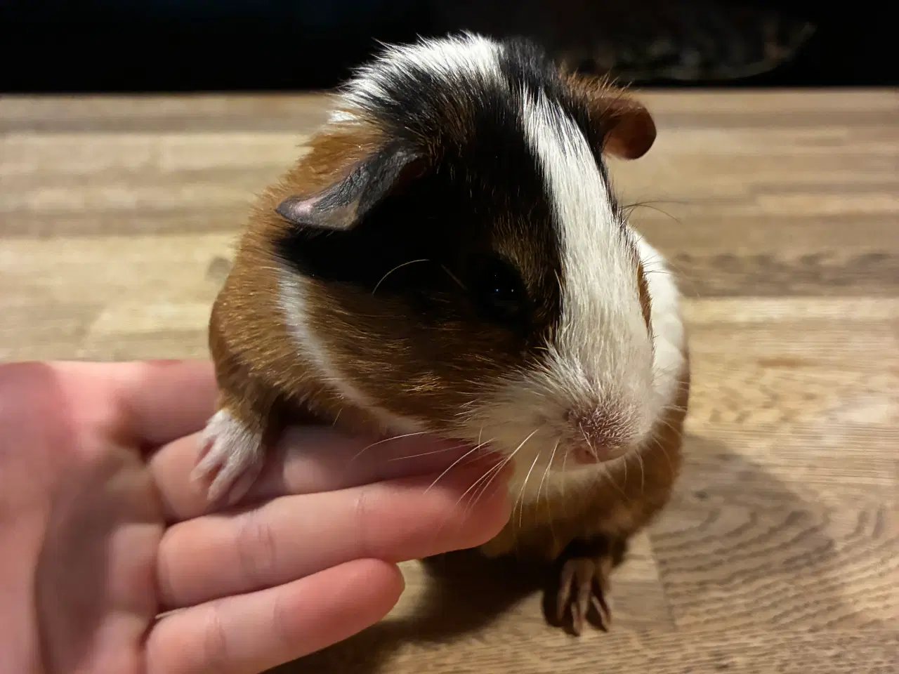 Billede 3 - Marsvine unge