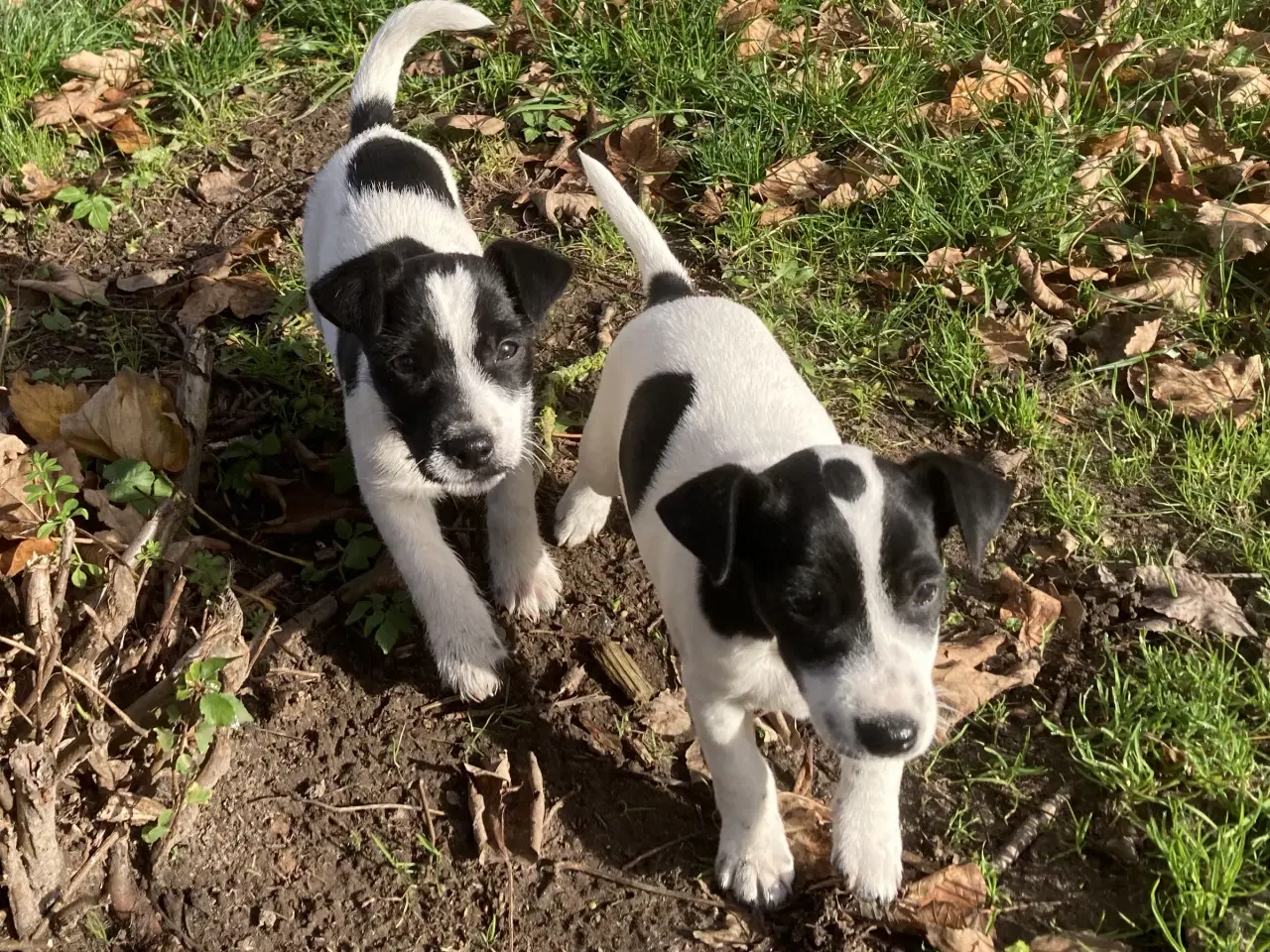 Billede 6 - Jack Russel hvalpe 