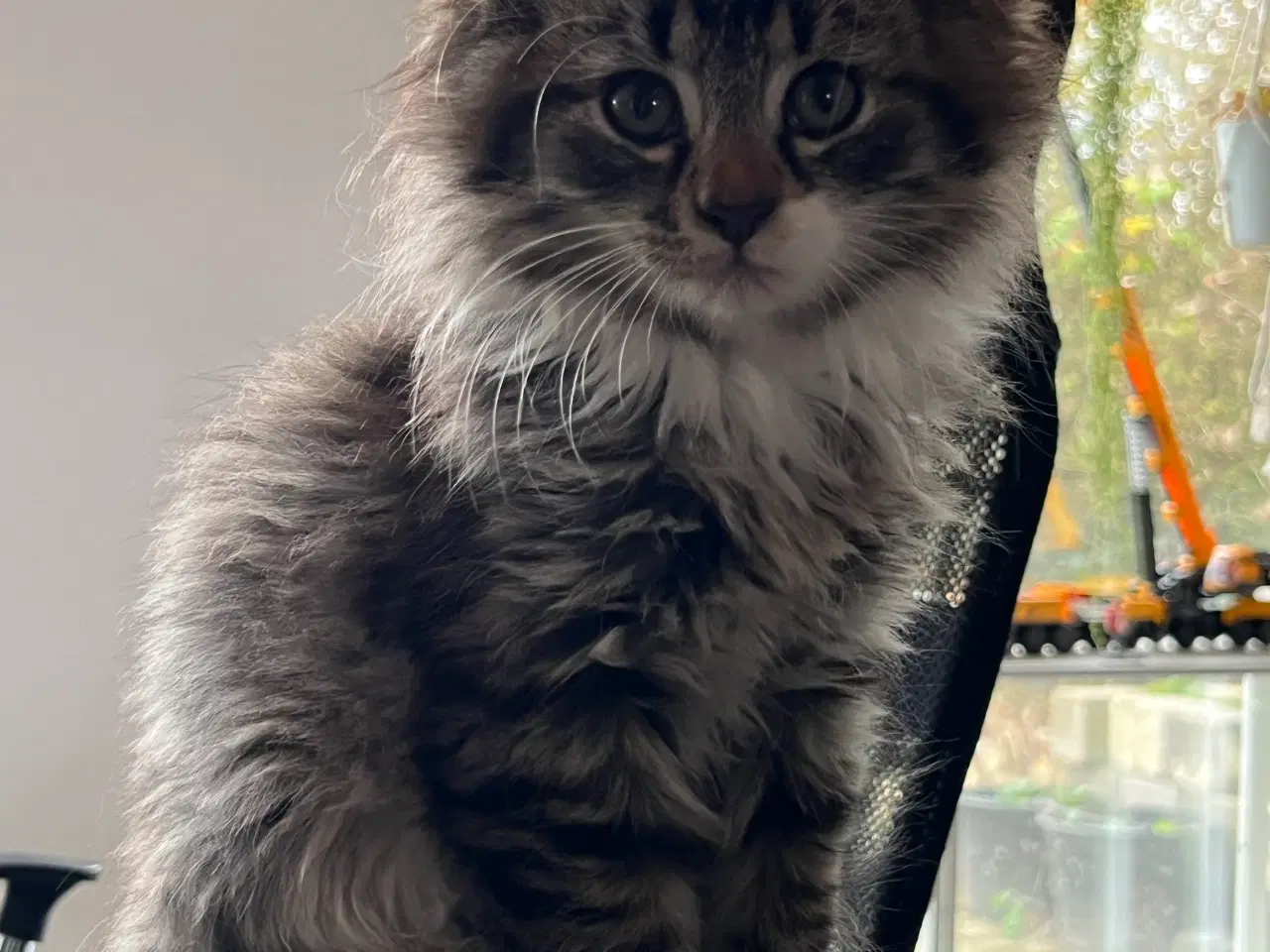 Billede 7 - Langhåret hun Maine Coon-blanding