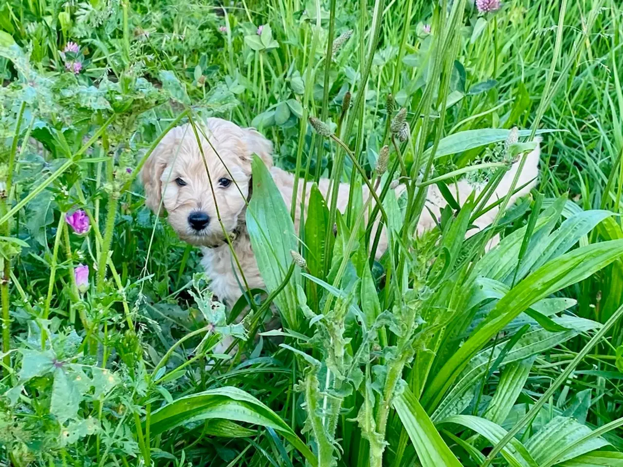 Billede 3 - Labradoodle F1bb MINI 