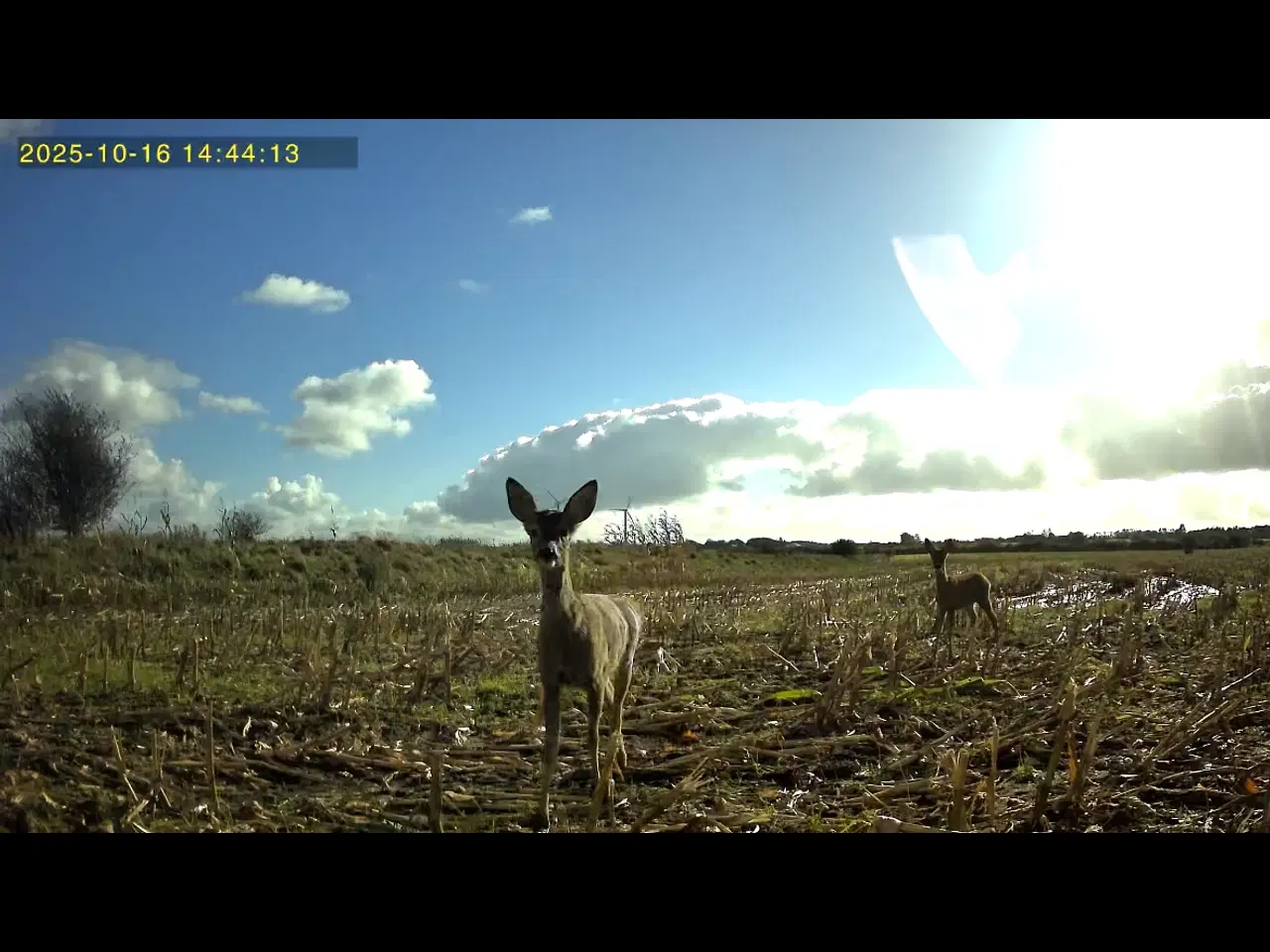 Billede 4 - Live Vildt kamera med app