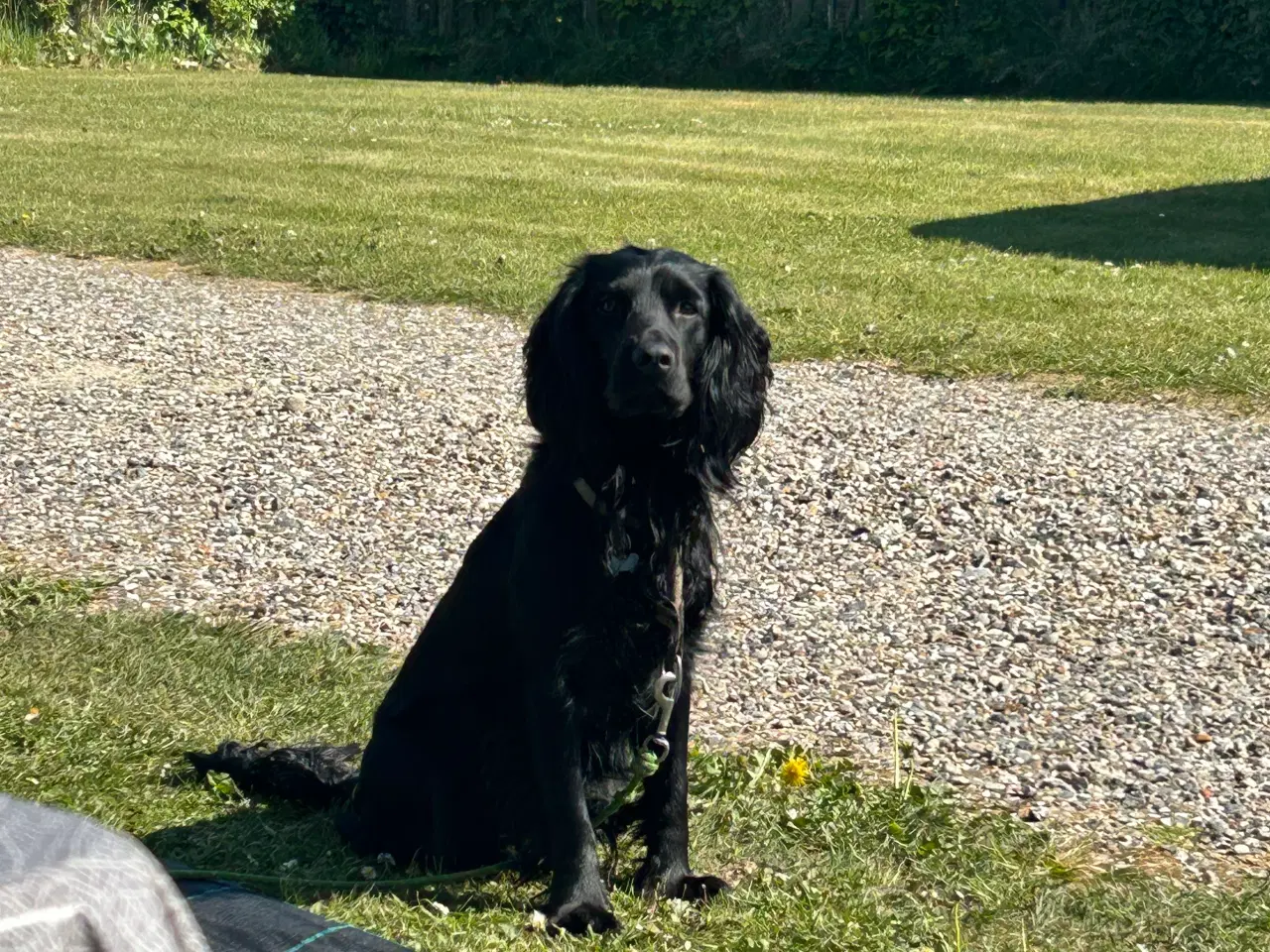 Billede 7 - Friske cockerspaniel hvalpe