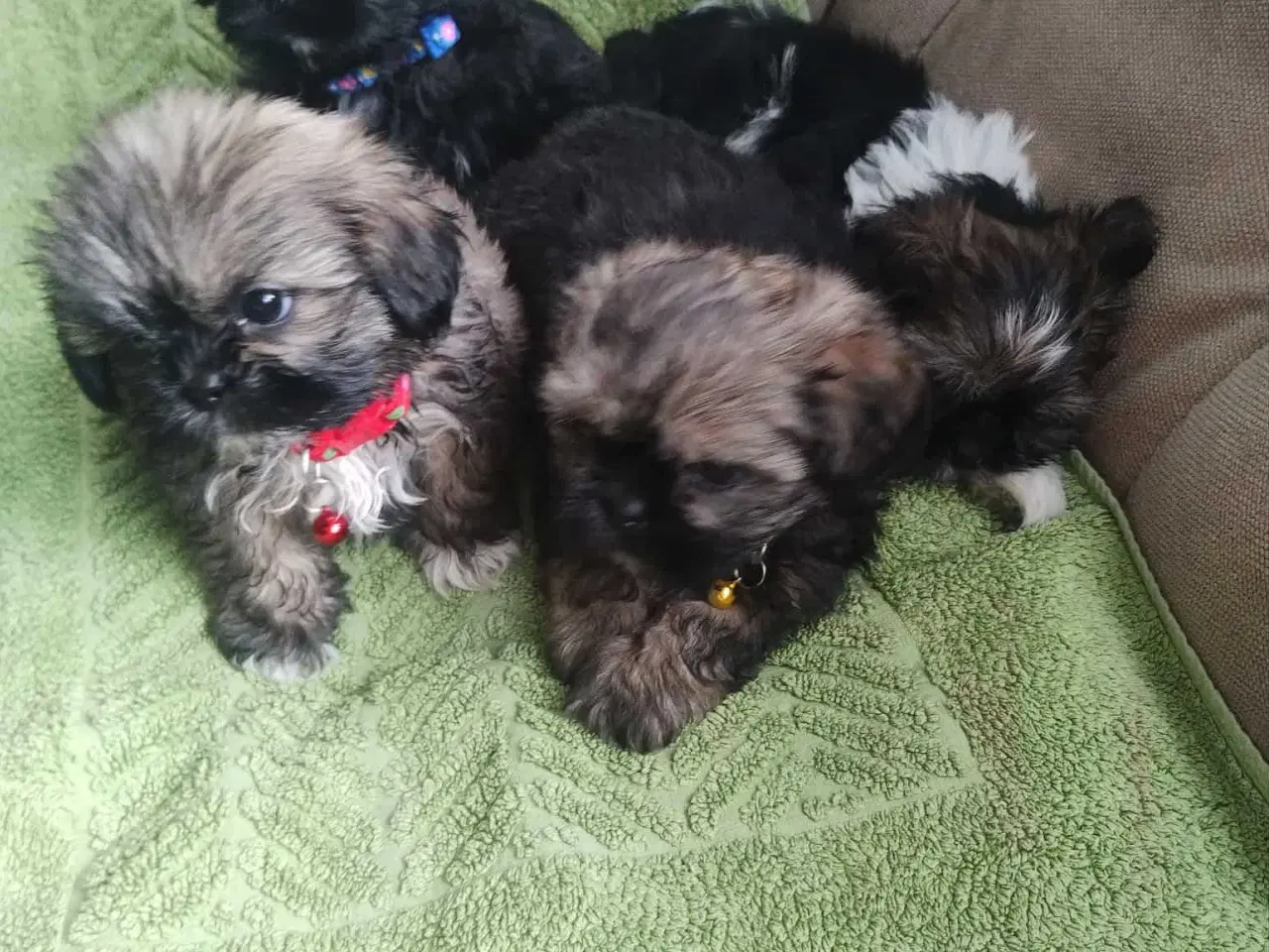 Billede 1 - Hej. Jeg har 4 smukke hund SHIH TZU